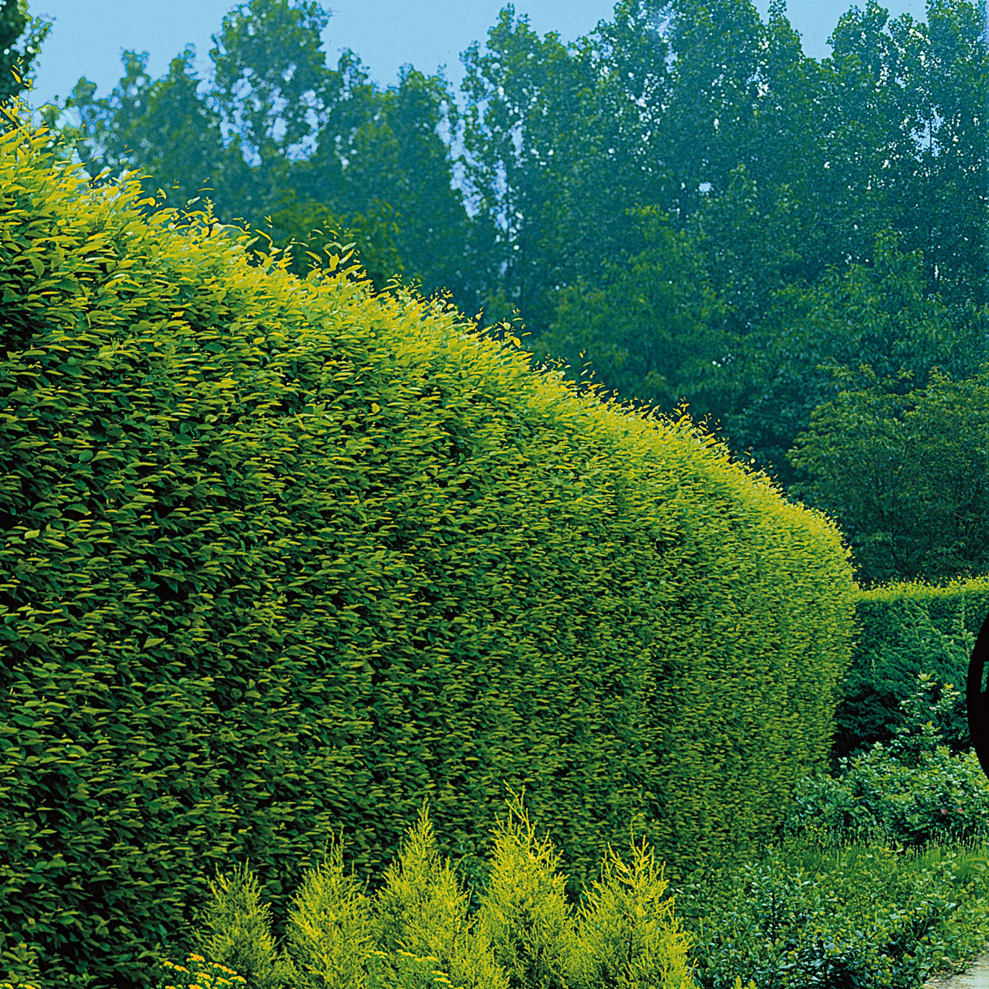 Charmes Carpinus betulus - Image 3