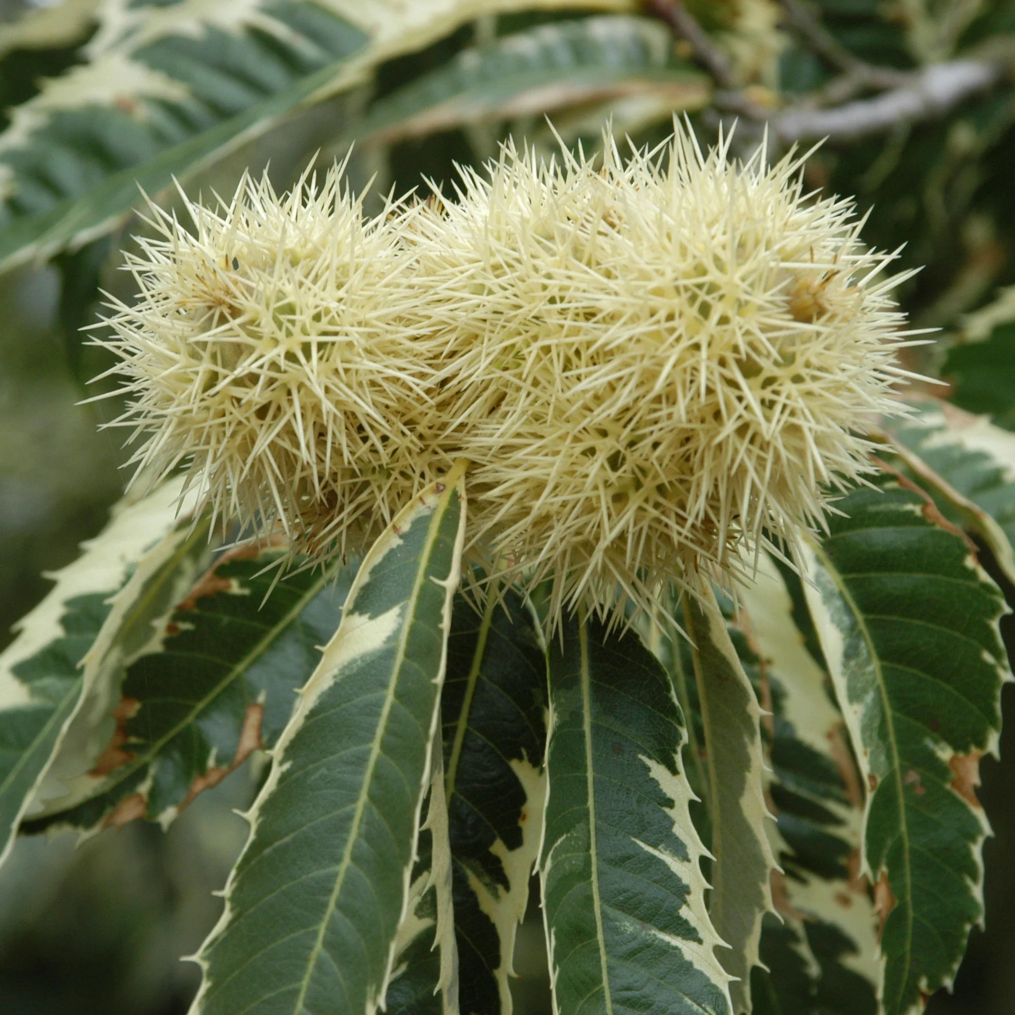 Châtaignier Castanea sativa - Bio - Image 3