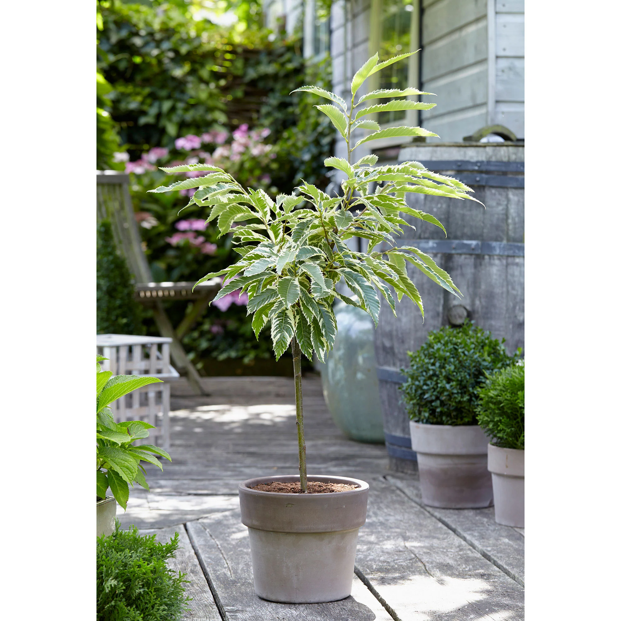 Châtaignier Castanea sativa - Bio - Image 4