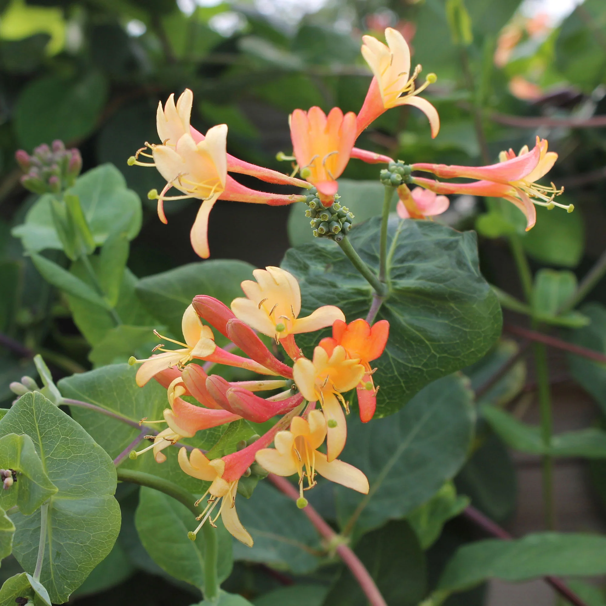 Chèvrefeuille 'Celestial' orangé - Image 3