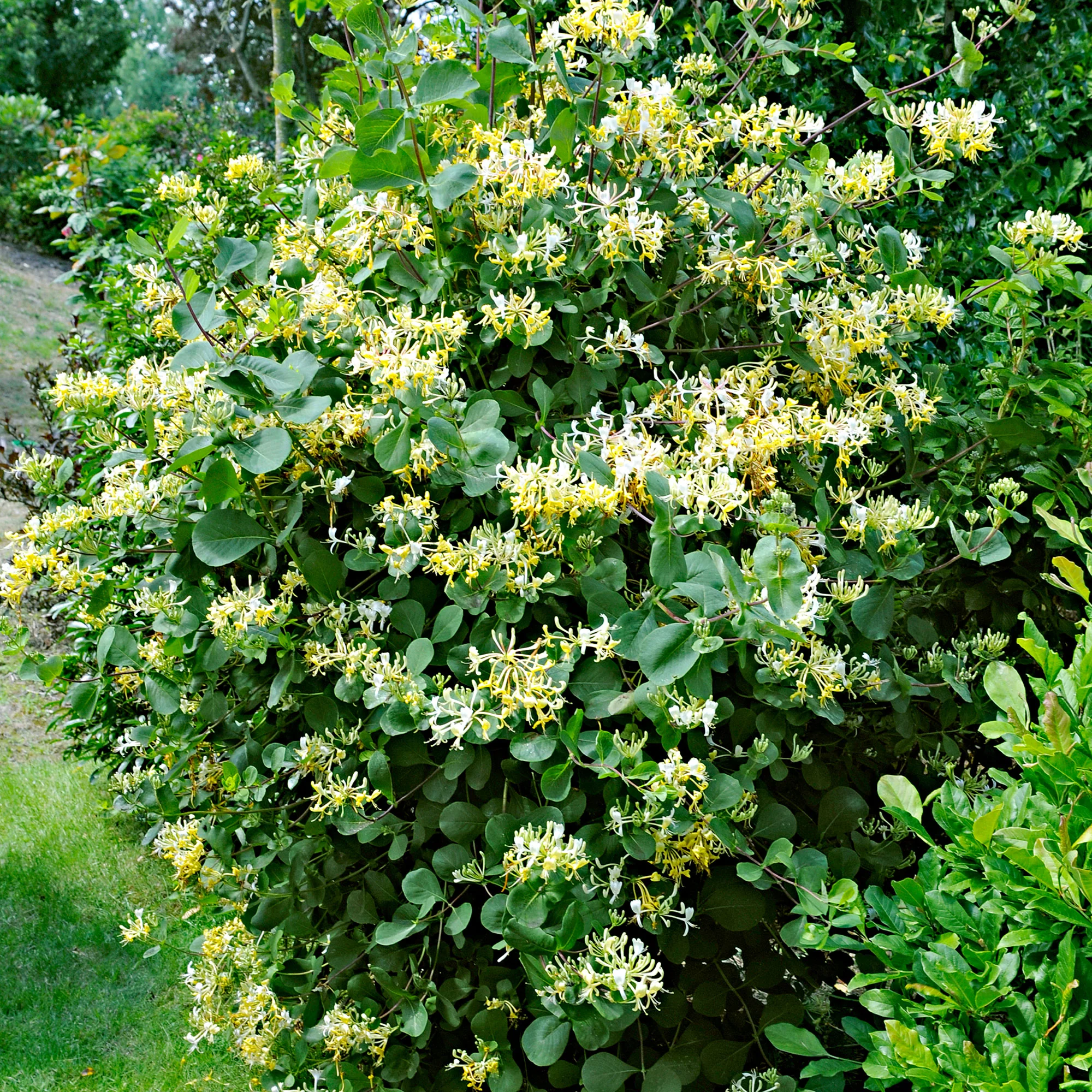 Chèvrefeuille Lonicera 'Halliana' jaune-blanc - Image 2