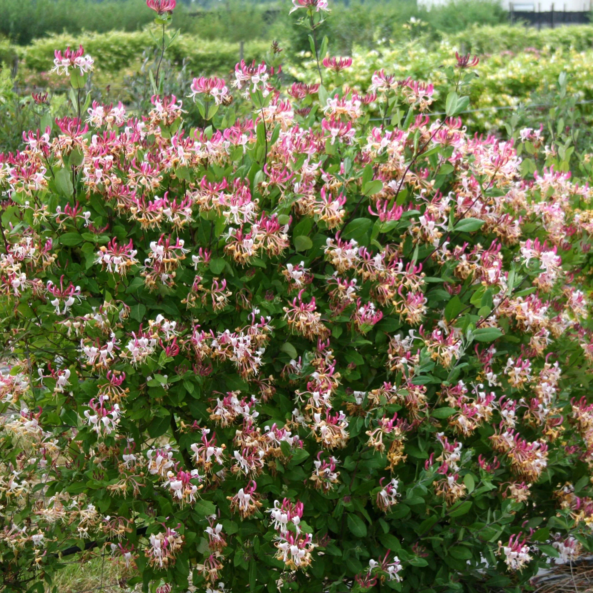 Chèvrefeuille Lonicera 'Imperial' rouge-blanc