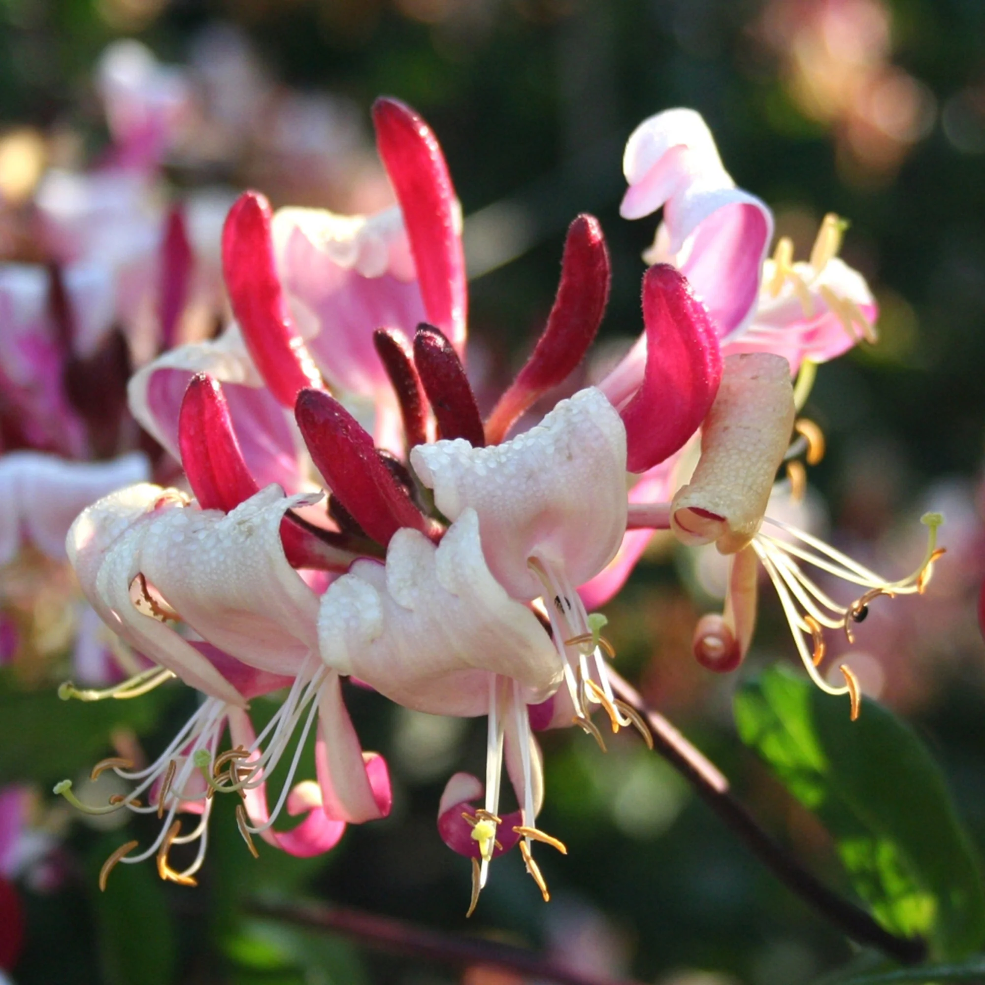 Chèvrefeuille Lonicera 'Imperial' rouge-blanc - Image 3
