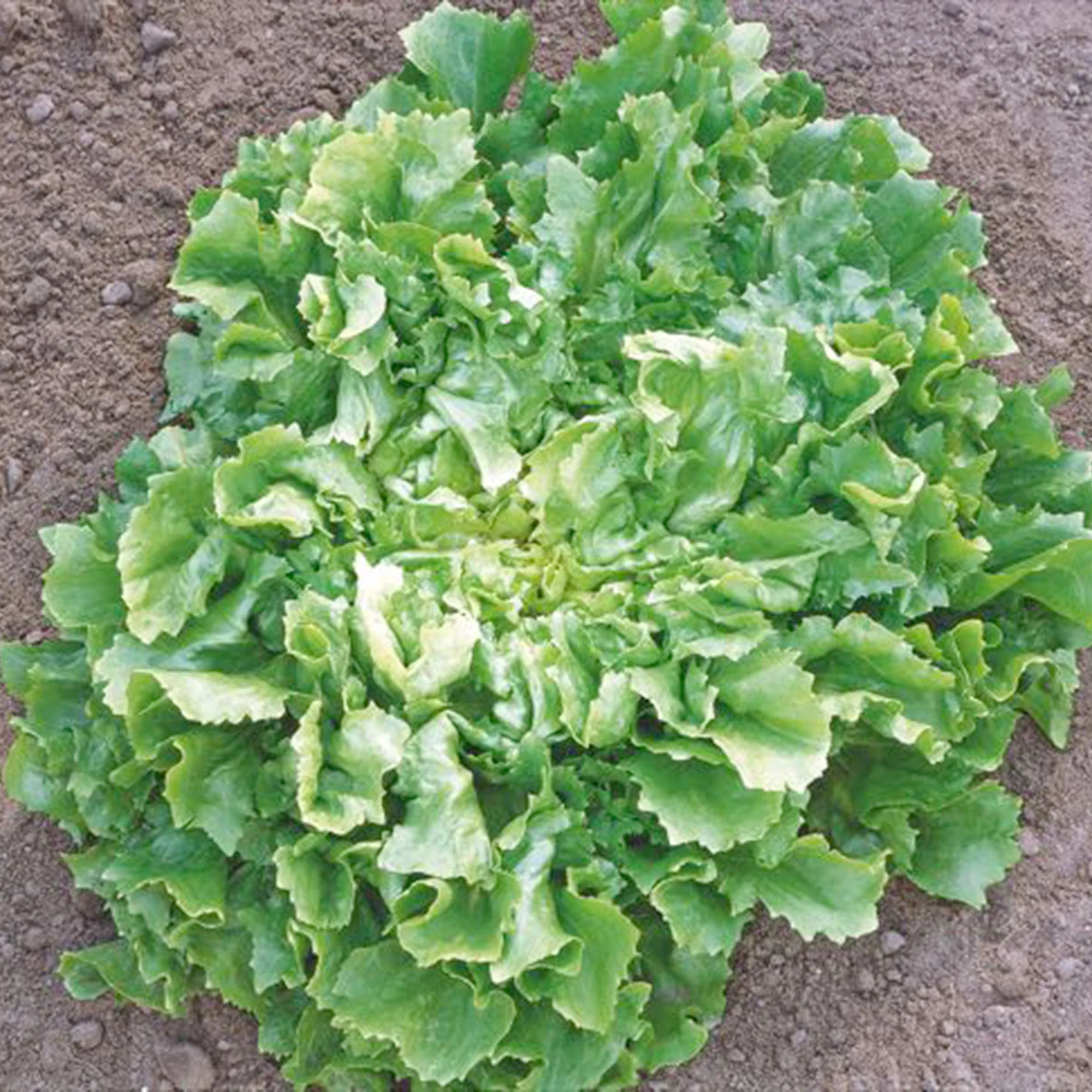 Chicorée Cichorium endivia - Biologique 25 m² - Semences de légumes - Image 2
