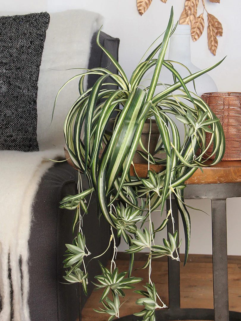 Chlorophytum artificiel retombant - Image 3