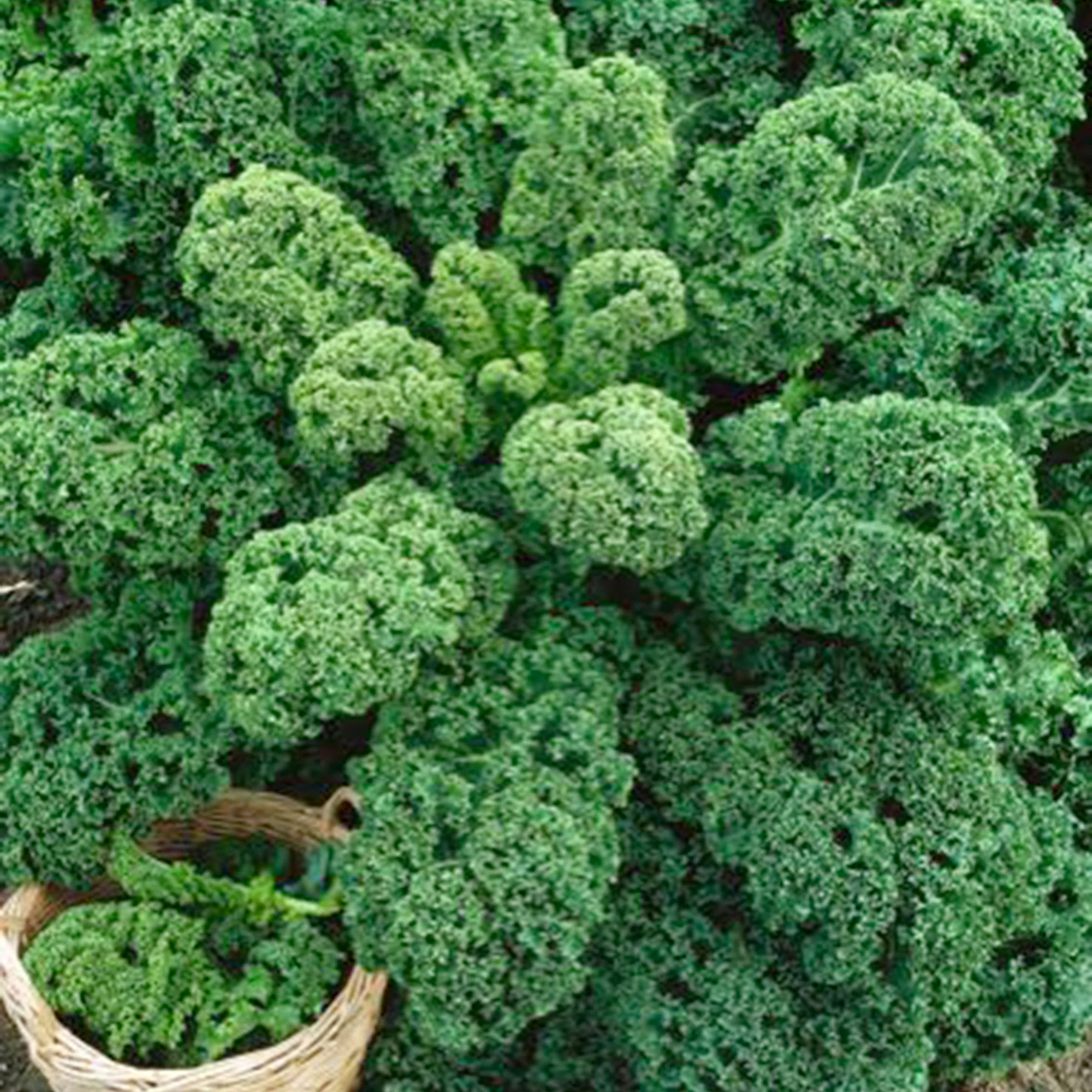 Chou frisé Brassica 'Westlandse Herfst' 40 m² - Semences de légumes - Image 5