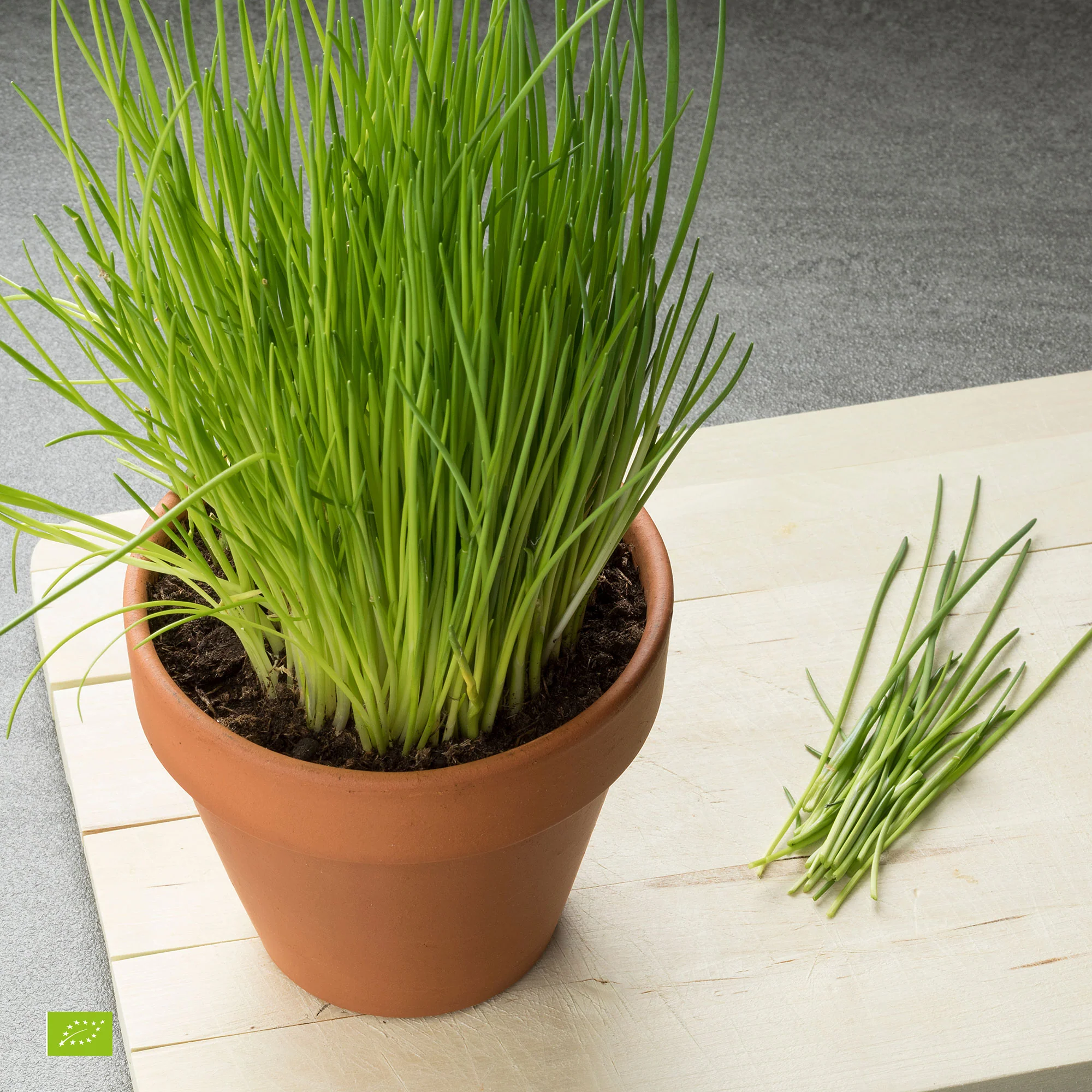 Ciboulette Allium schoenoprasum - Biologique