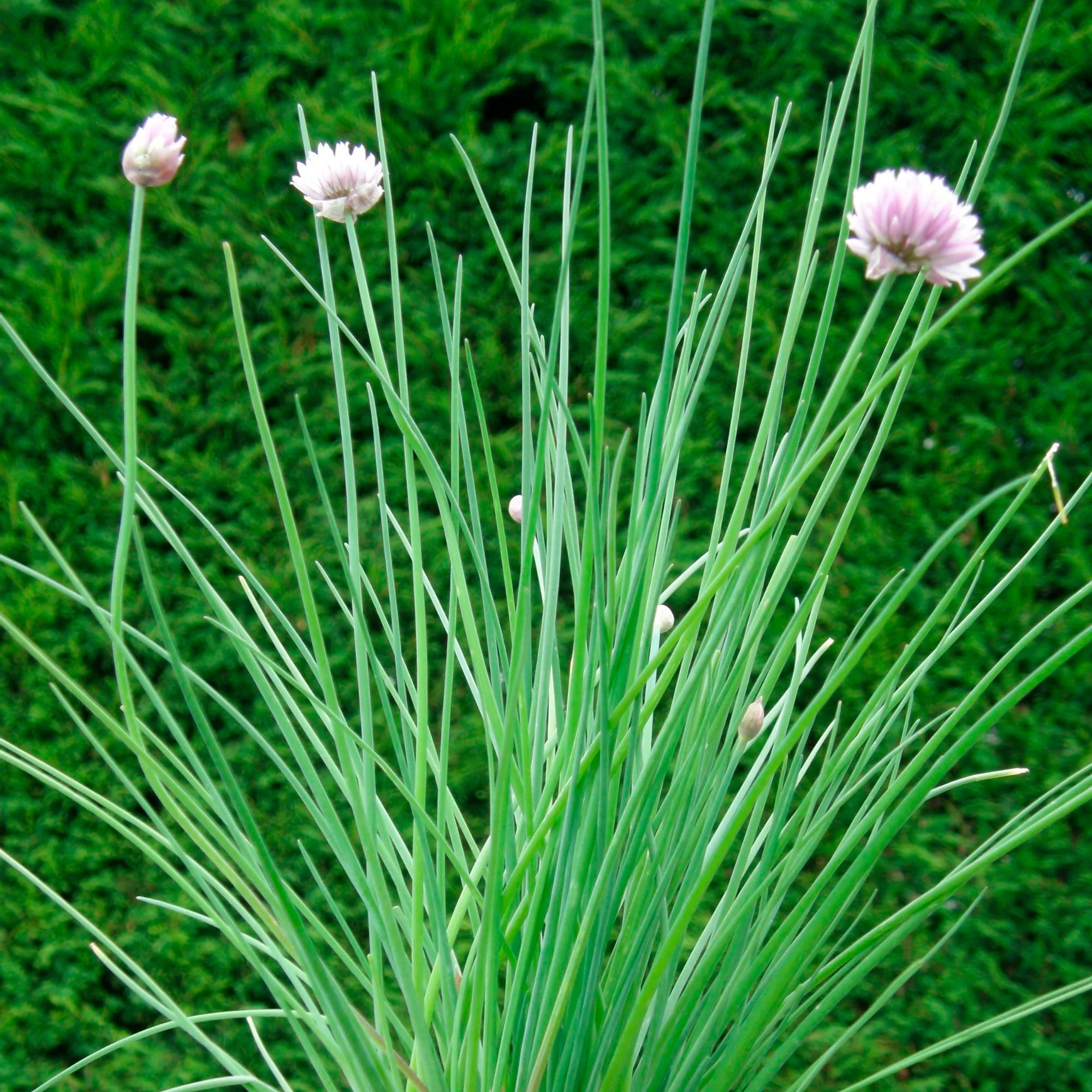Ciboulette Allium schoenoprasum - Biologique - Image 3