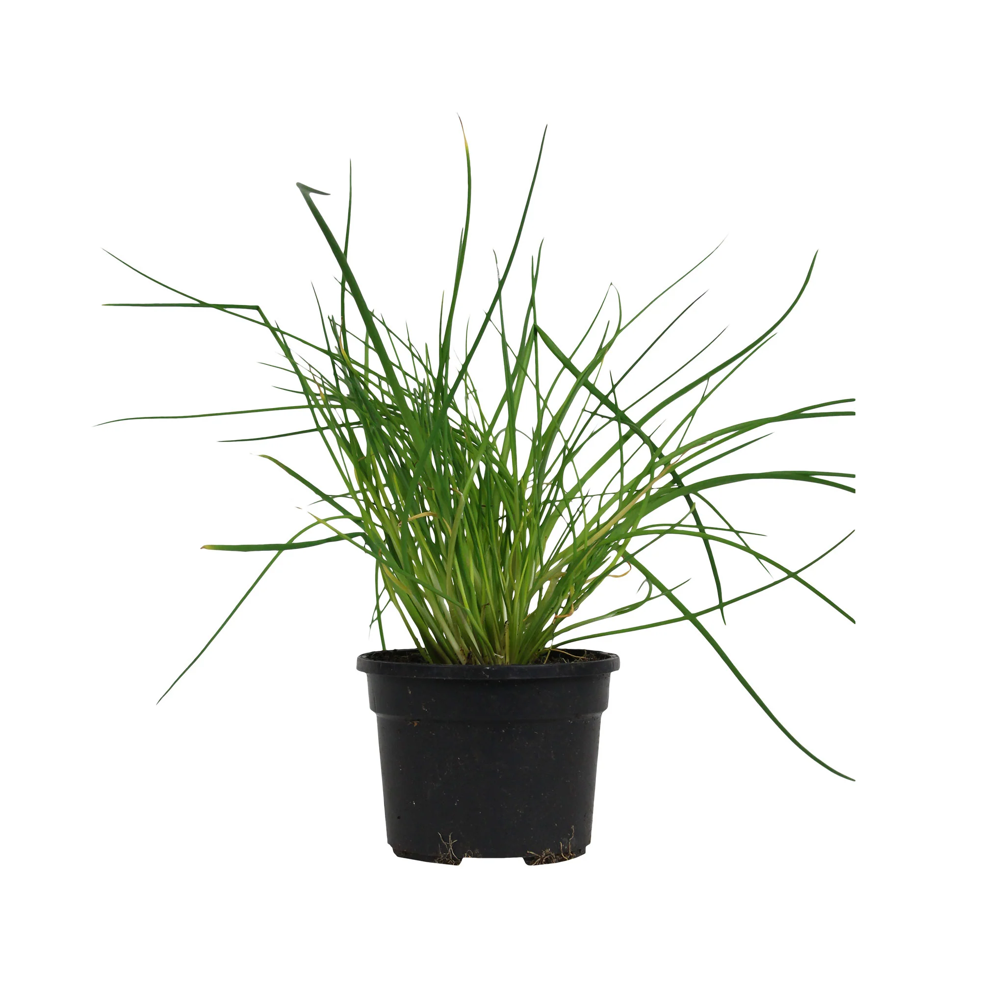 Ciboulette Allium schoenoprasum - Biologique - Image 4