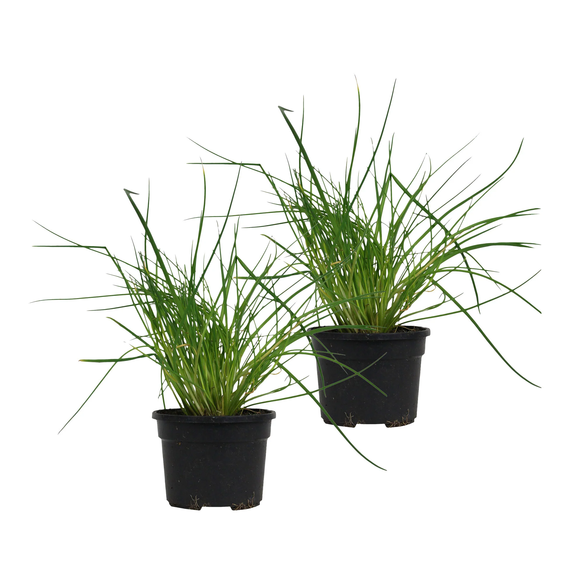 Ciboulette Allium schoenoprasum - Biologique - Image 5