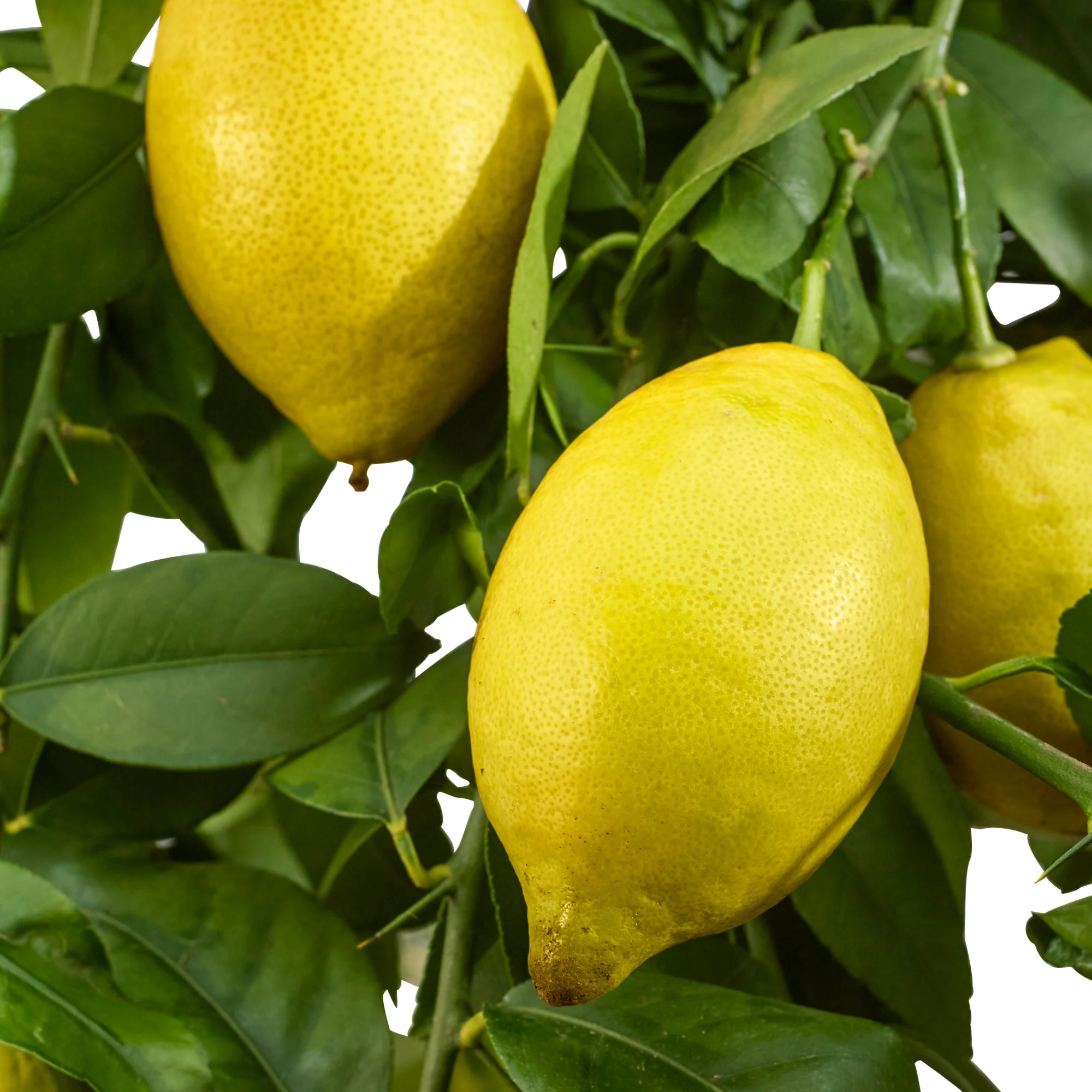 Citronnier Citrus limon avec fruits - Image 3