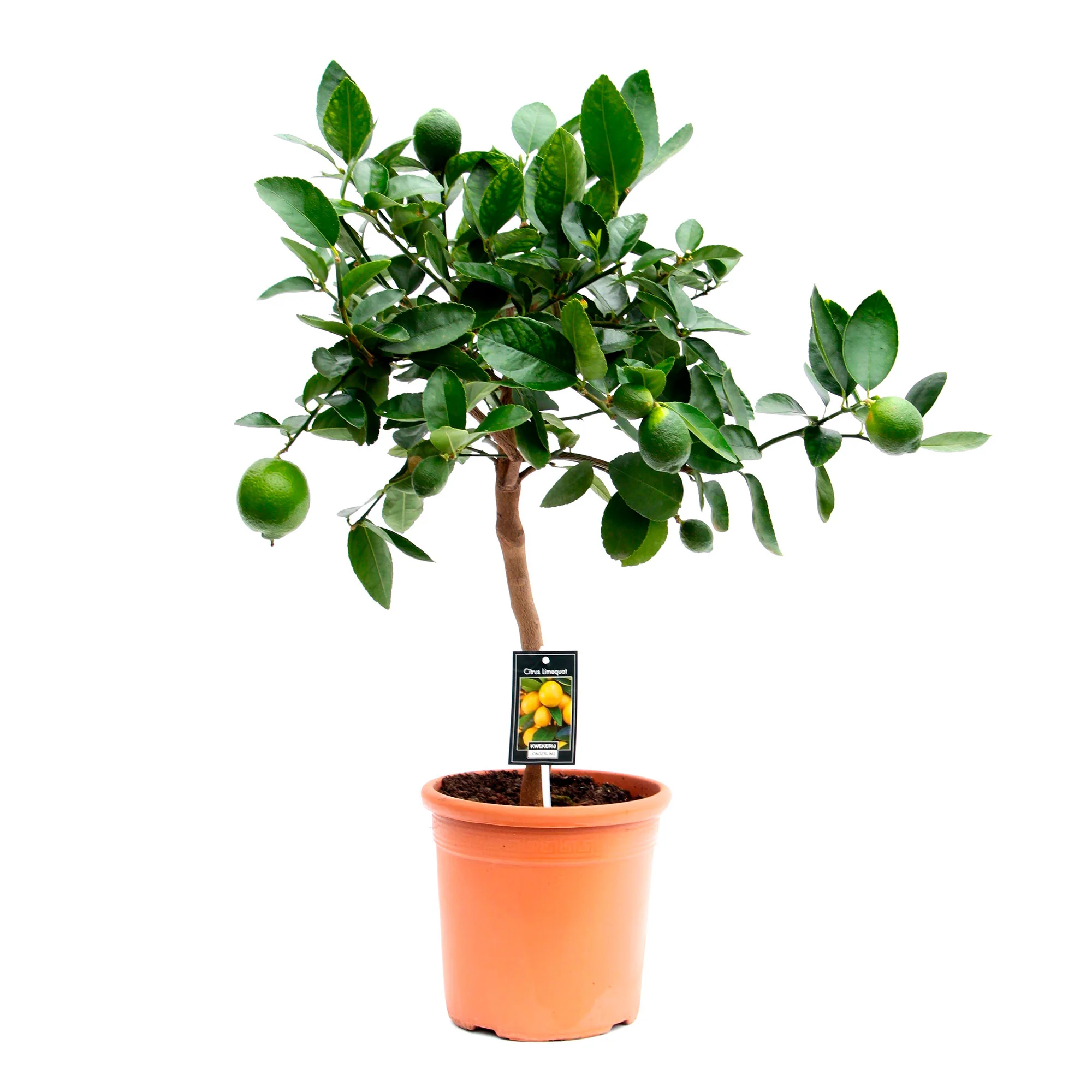 Citronnier vert Citrus 'Lime'  sur tige - Image 2