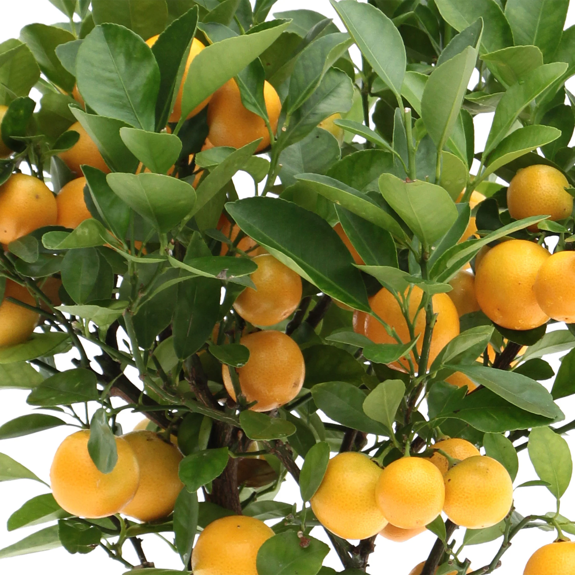 Citrus ‘Calamondin’ avec cache-pot en céramique taupe - Image 2