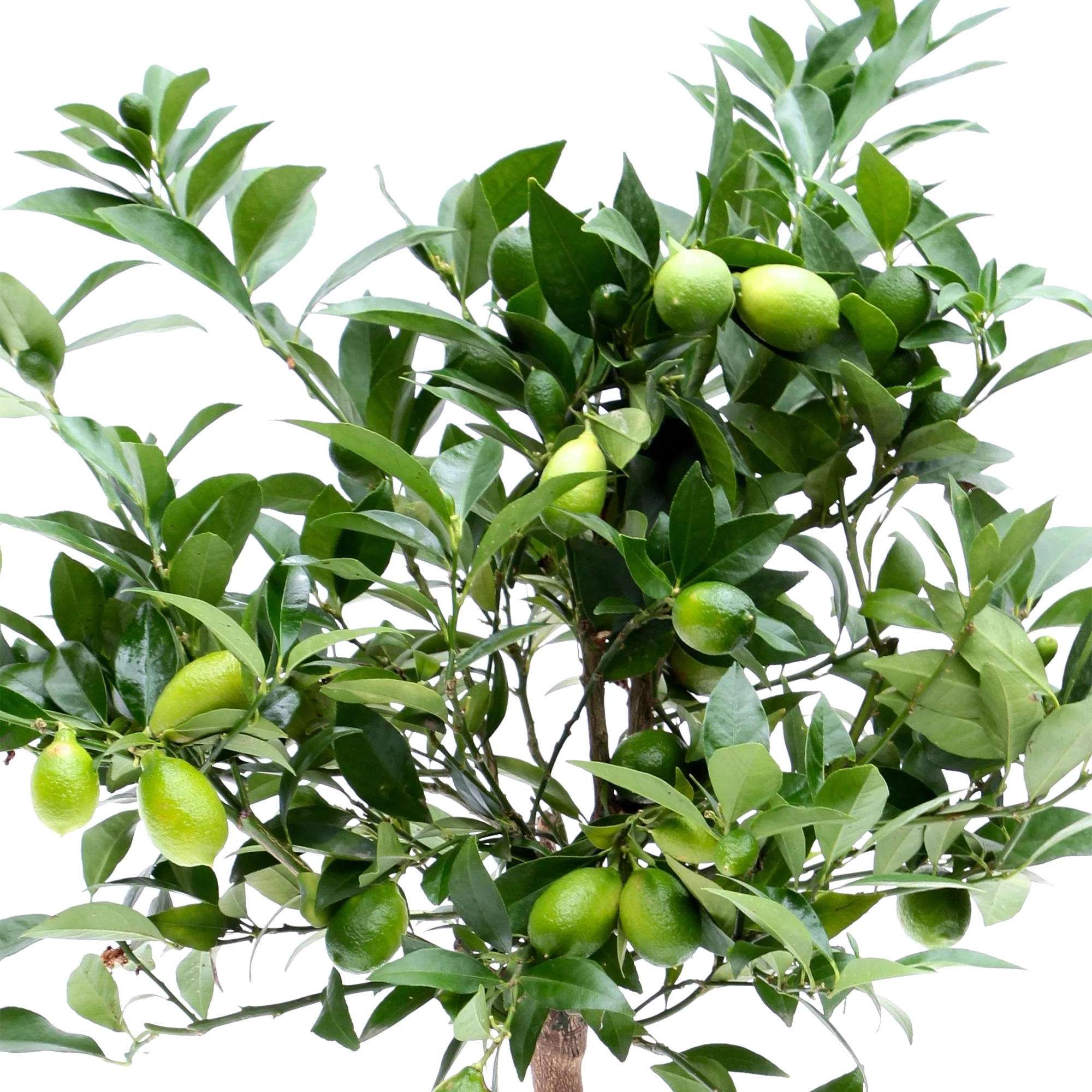 Citrus x floridana sur tige - Image 3