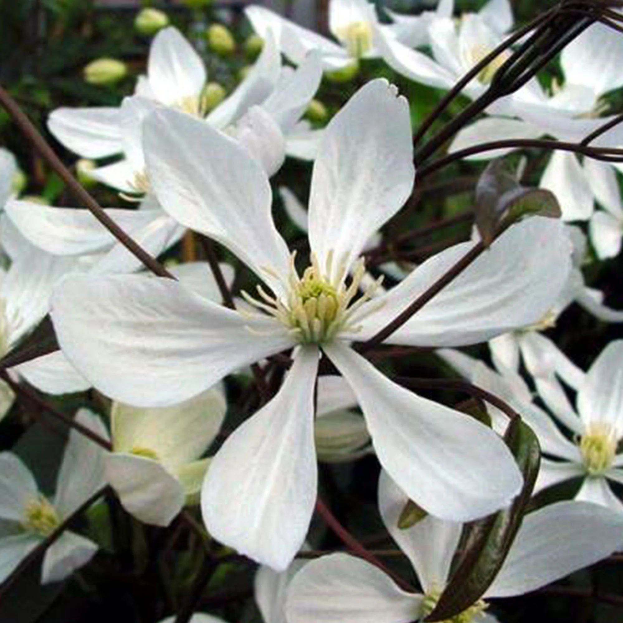 Clématite 'Armandii' blanc