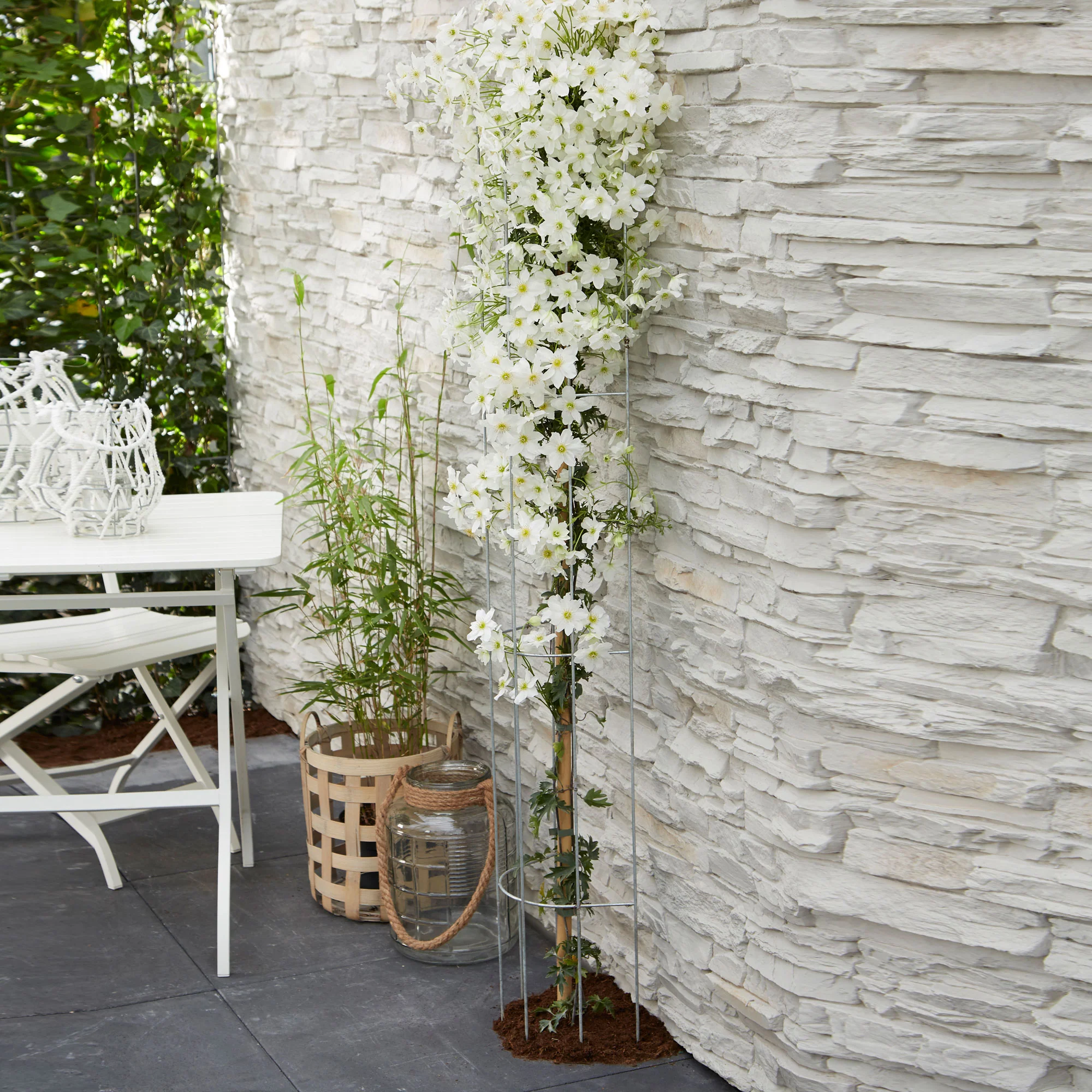 Clématite 'Avalanche' blanc Treillis compris - Image 3