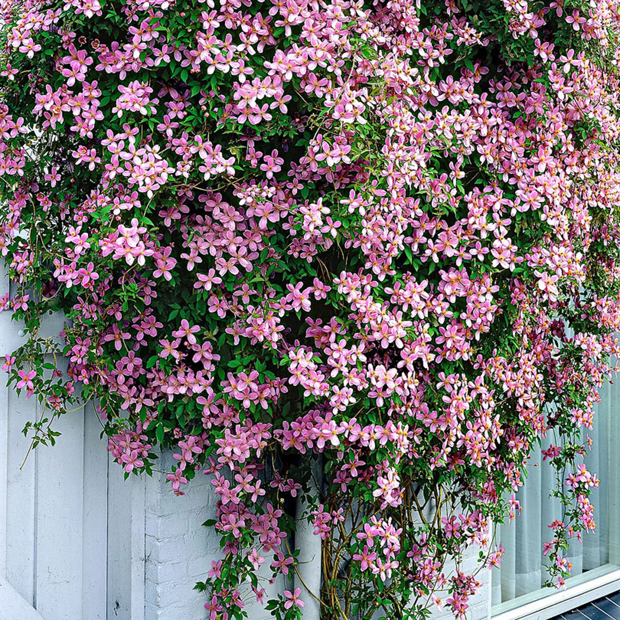 Clématite montana ‘Rubens‘ rose - Image 3