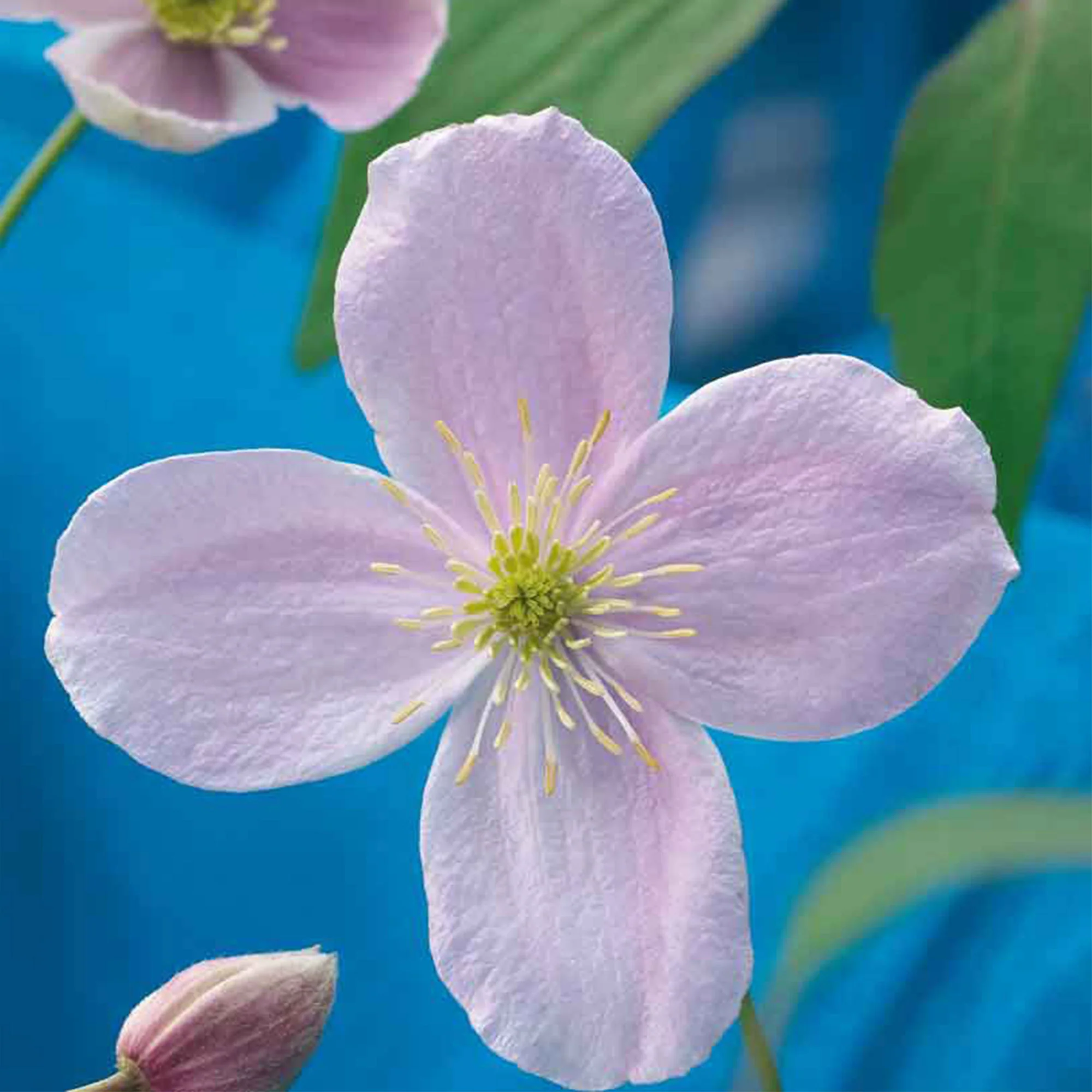 Clématite montana ‘Rubens‘ rose - Image 4