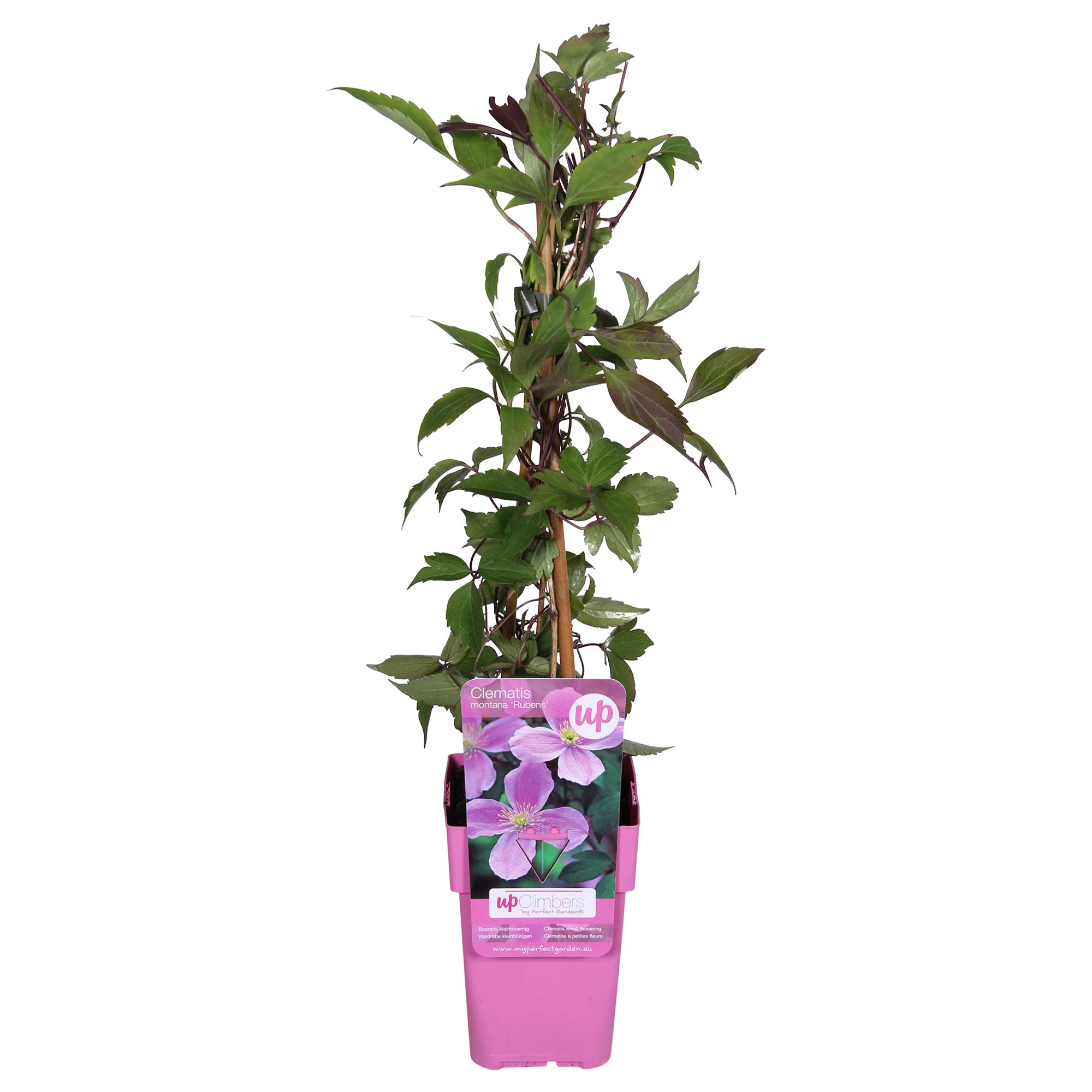 Clématite montana ‘Rubens‘ rose - Image 5