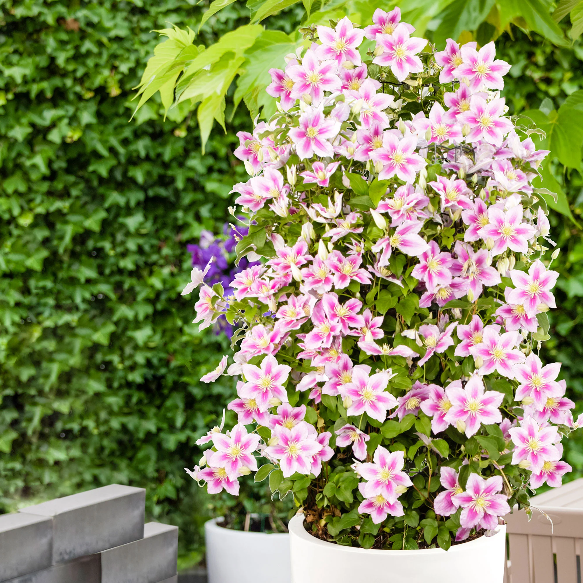 Clématite ‘Piilu‘ rose - Image 2