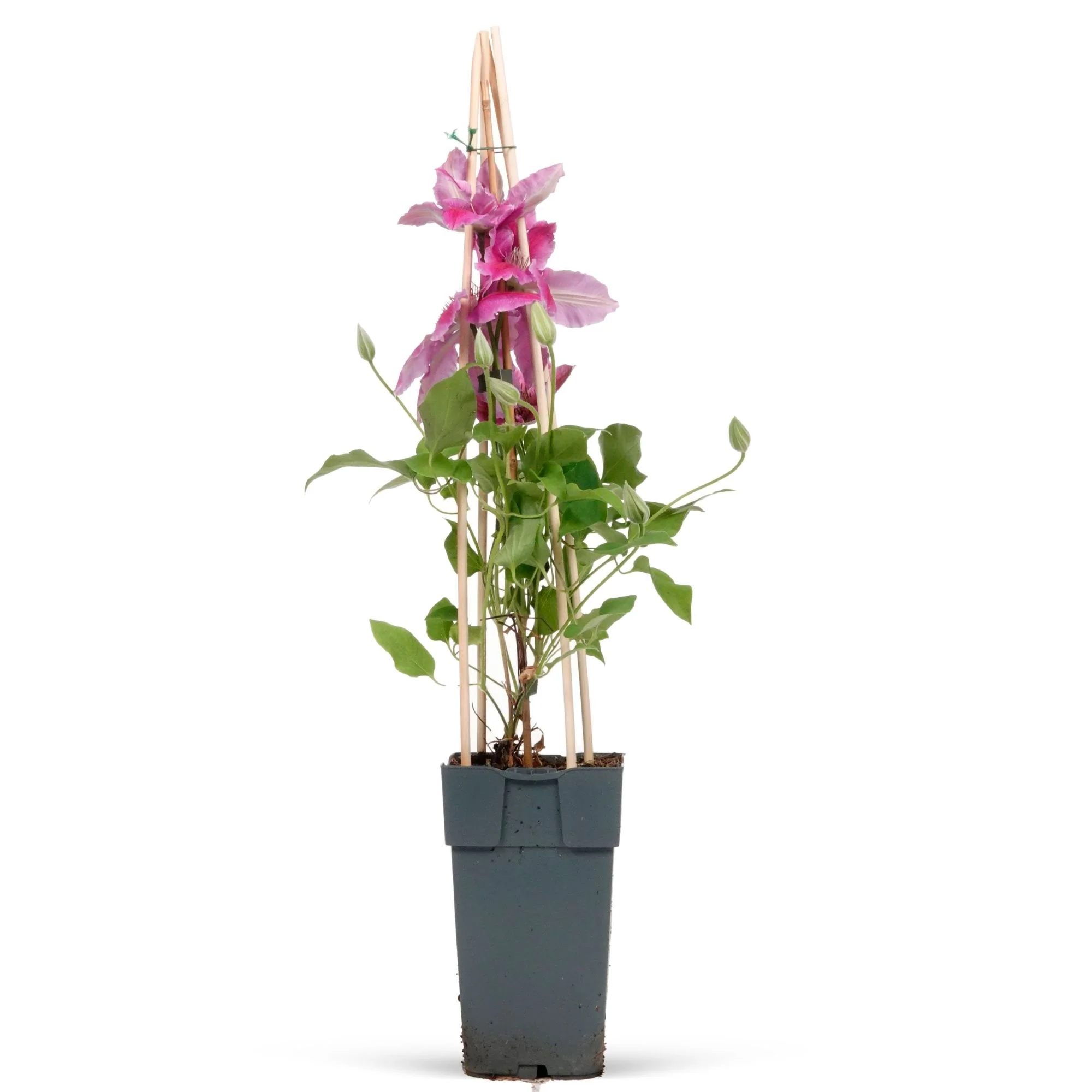 Clématite vigne-blanche Clematis 'Nelly Moser' rose-blanc - Image 3