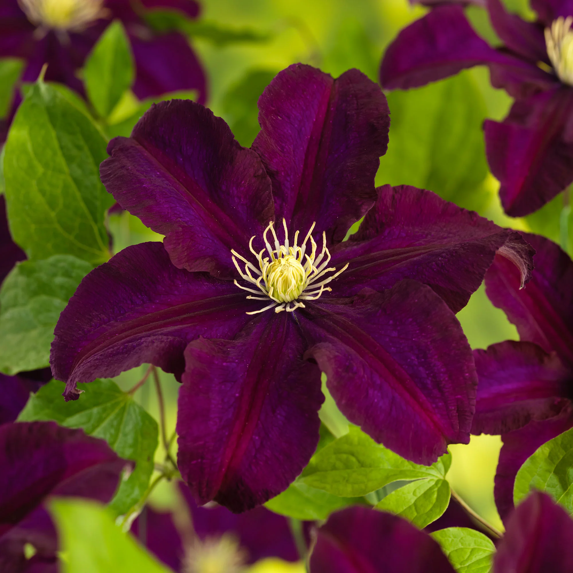 Clématite ‘Warszawska Nike‘ violette - Image 3