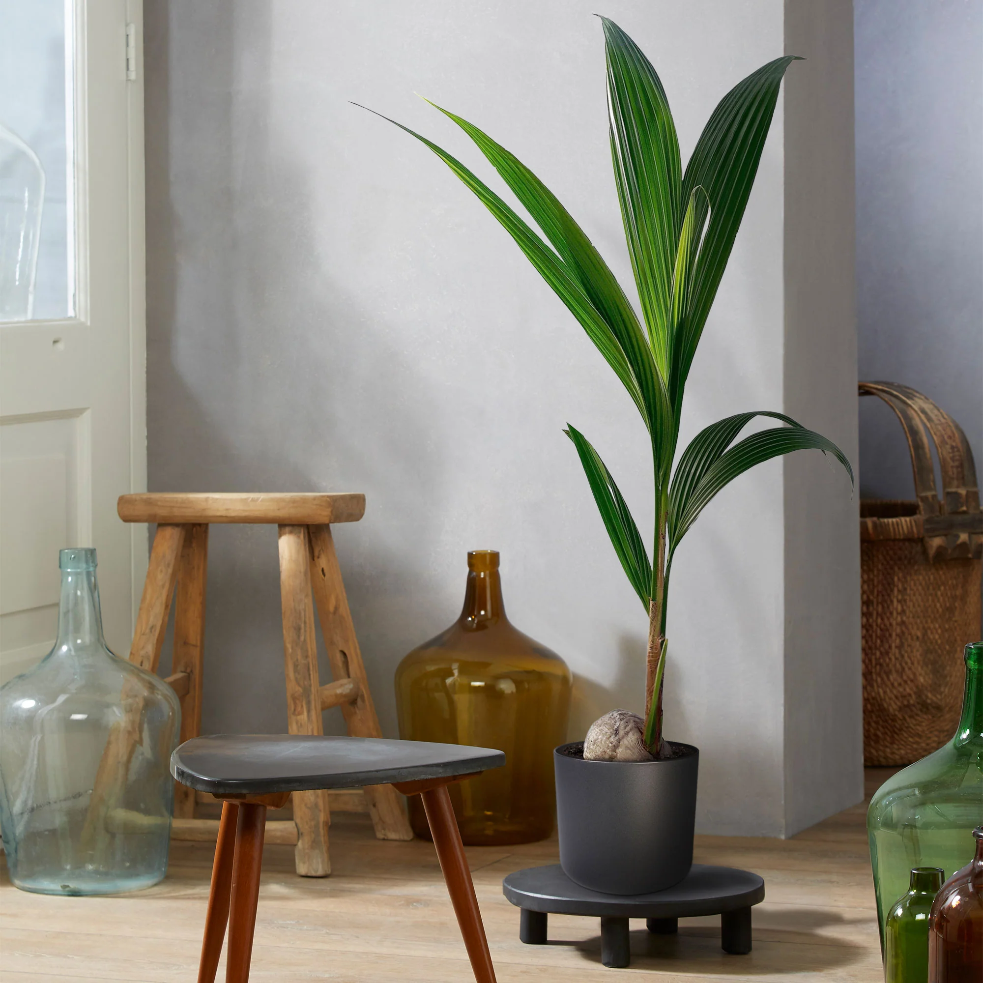 Cocotier Cocos nucifera avec pot décoratif