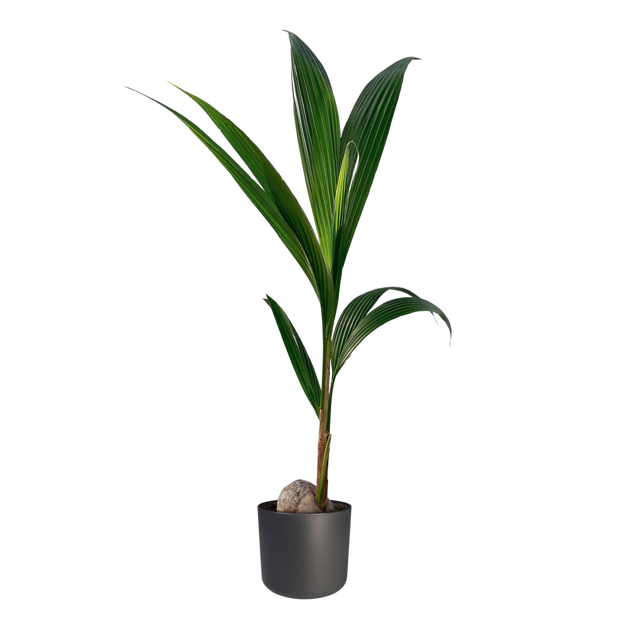 Cocotier Cocos nucifera avec pot décoratif - Image 7