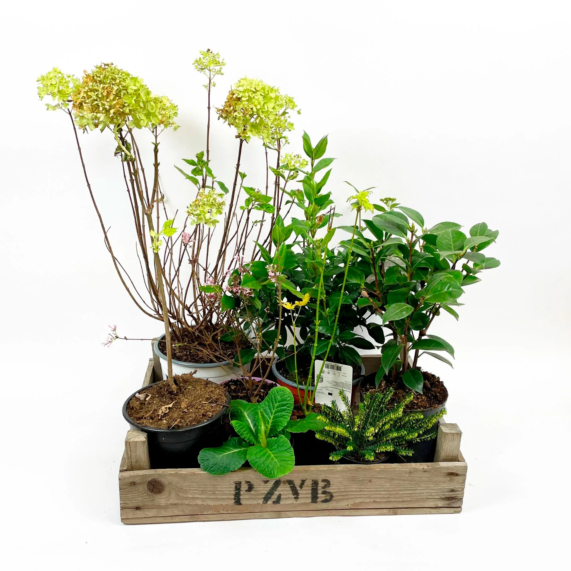 Miniature 1