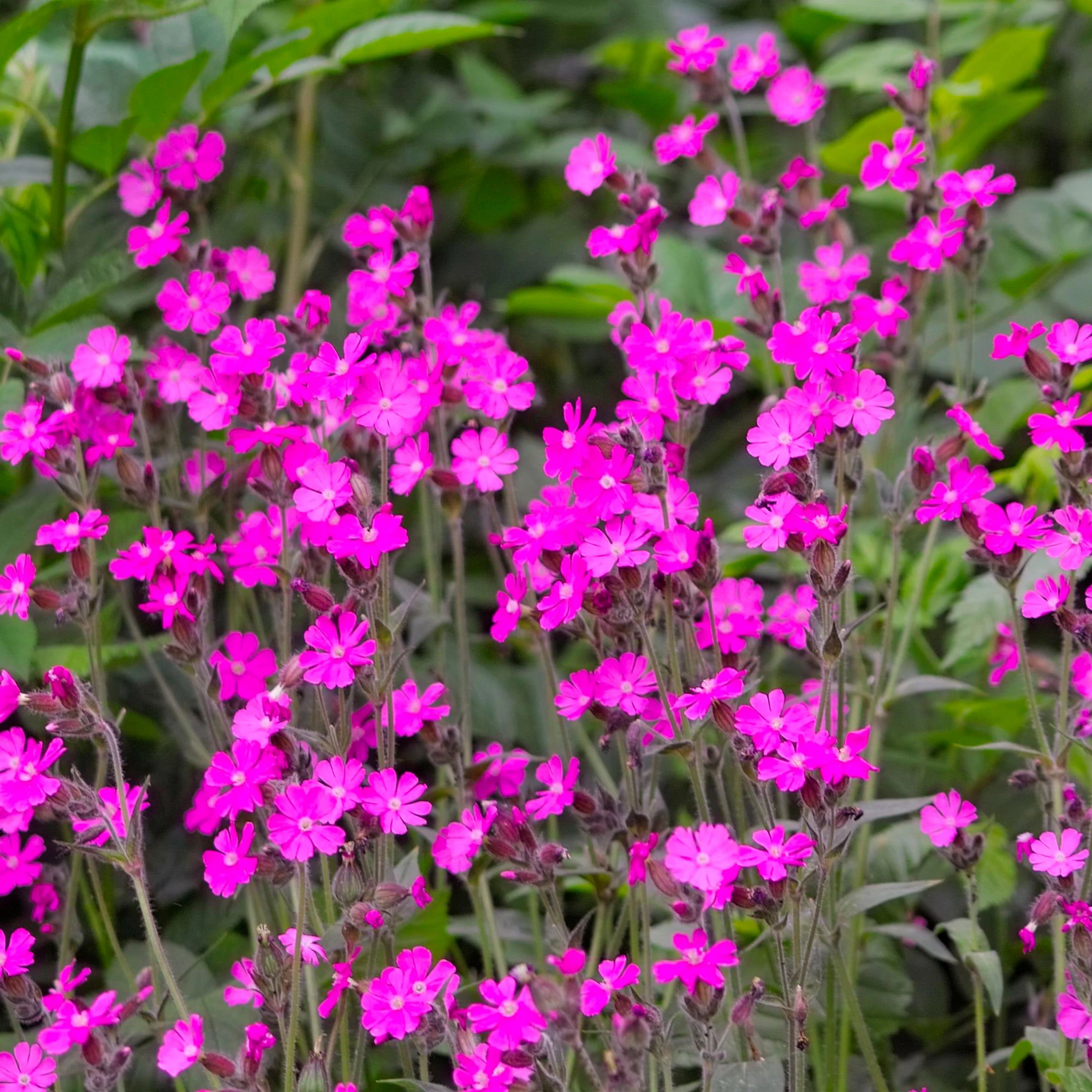 Compagnon rouge Silene dioica rose Biologique