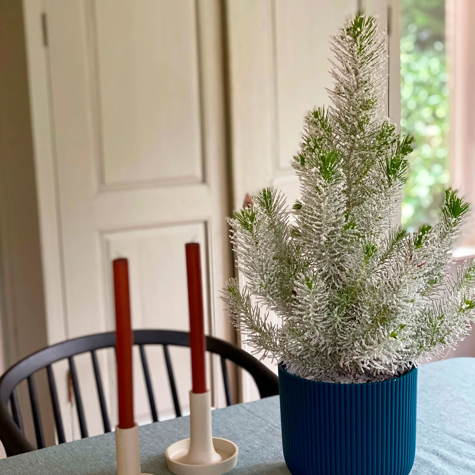 Conifères Pinus  pinea Pin parasol  - Mini sapin de Noël - Image 2