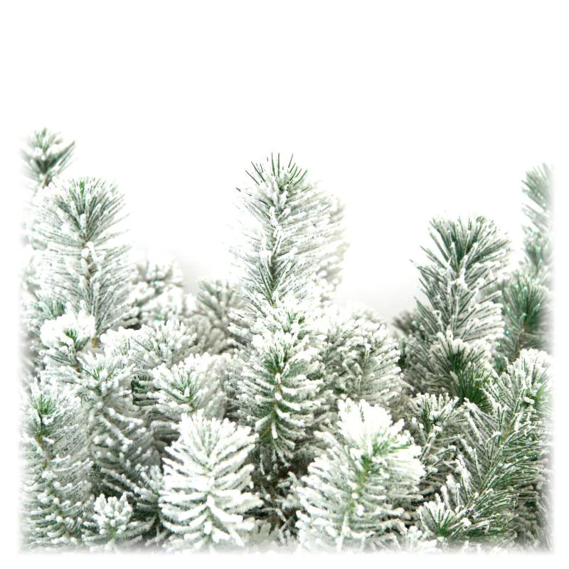 Conifères Pinus  pinea Pin parasol  - Mini sapin de Noël - Image 3