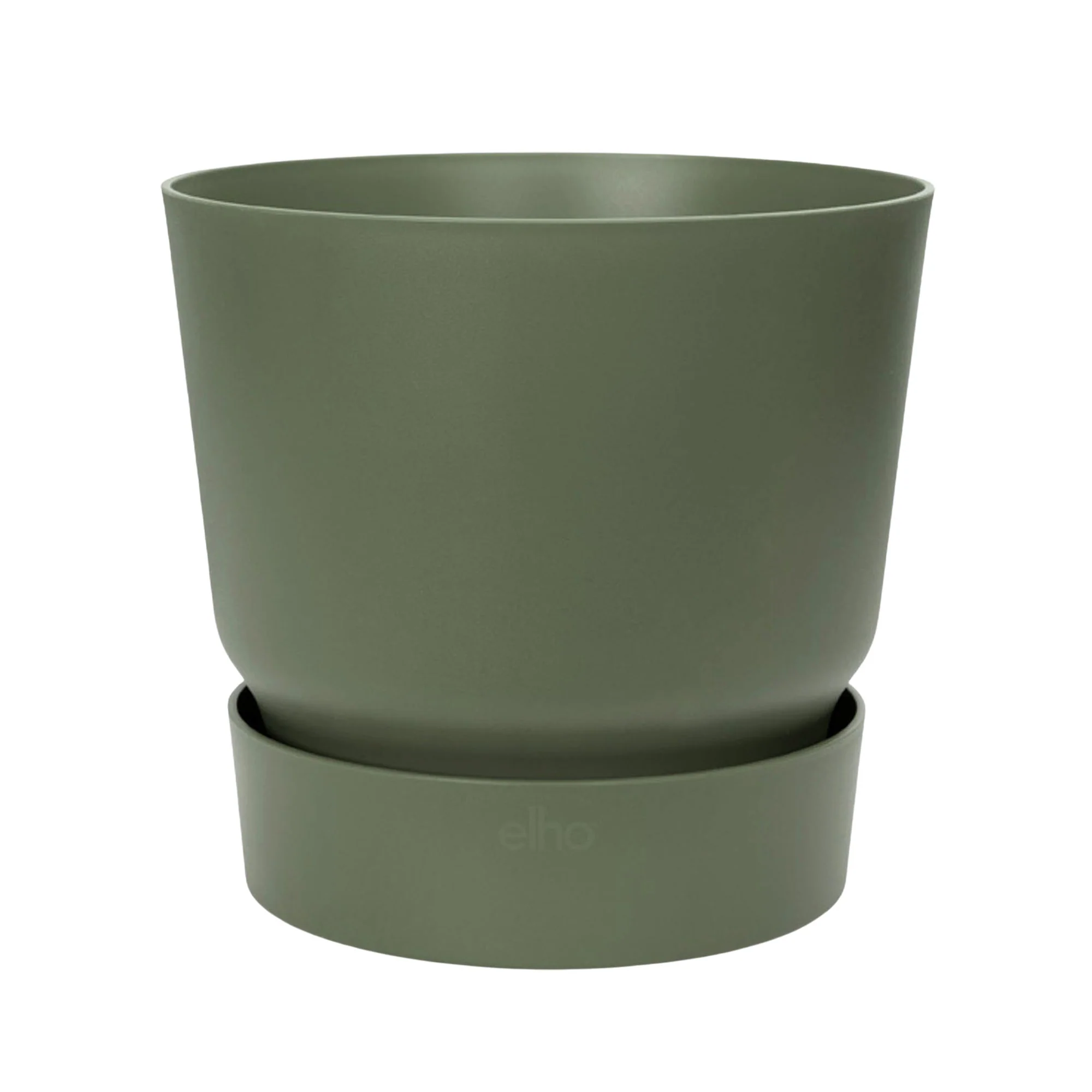 Conifères Pinus 'Silver Crest' avec cache-pot vert - Image 3