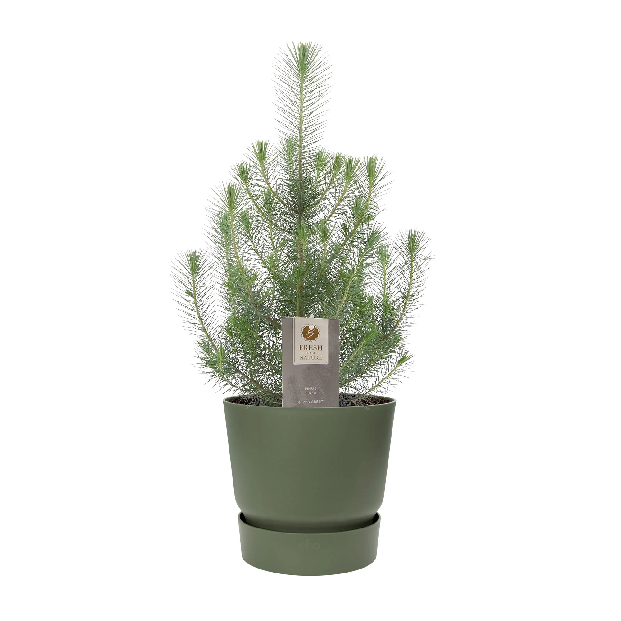 Conifères Pinus 'Silver Crest' avec cache-pot vert - Image 4