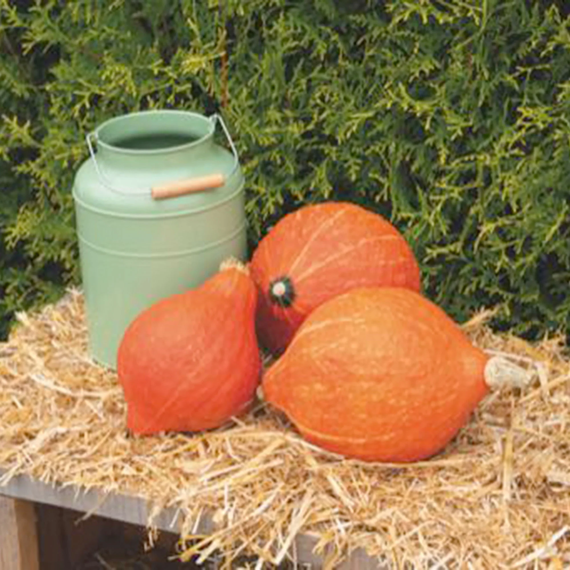 Courge Cucurbita 'Golden Hubbard' orangé 6 m² - Semences de légumes - Image 4