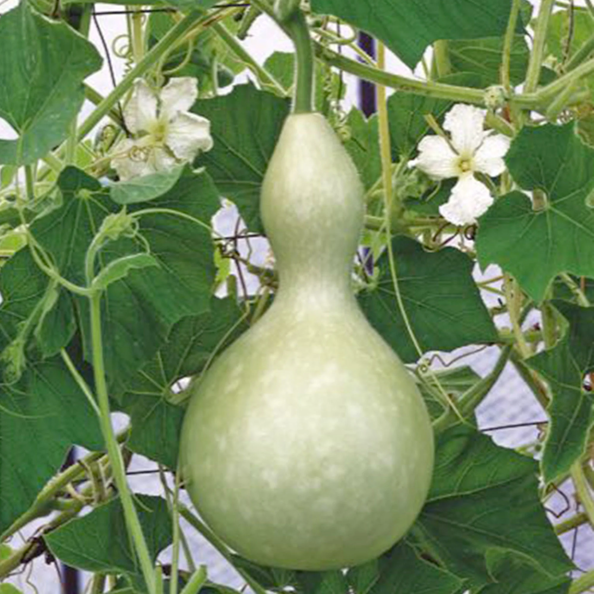 Courge Lagenaria 'Birdhouse Bottle' vert 6 m² - Semences de légumes - Image 4
