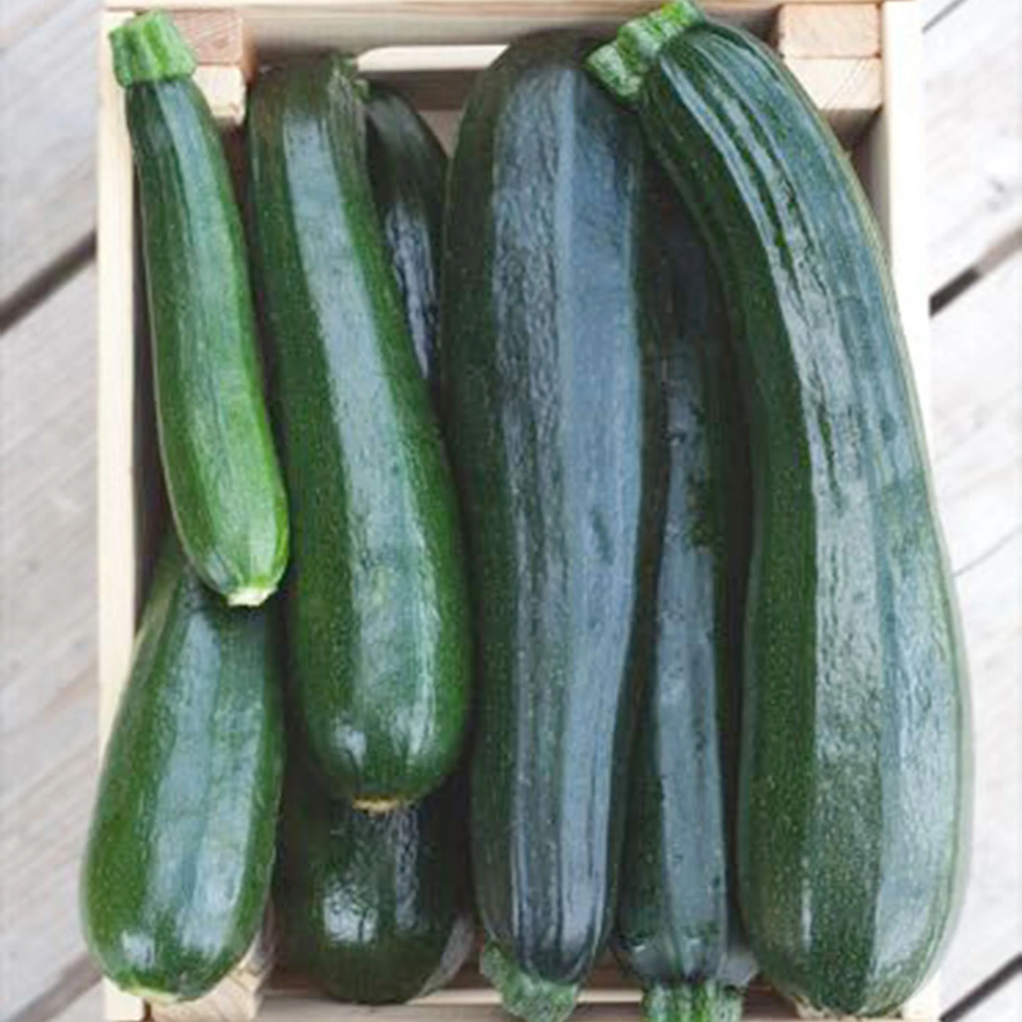 Courgette Cucurbita 'Black Beauty' - Biologique 8 m² - Semences de légumes