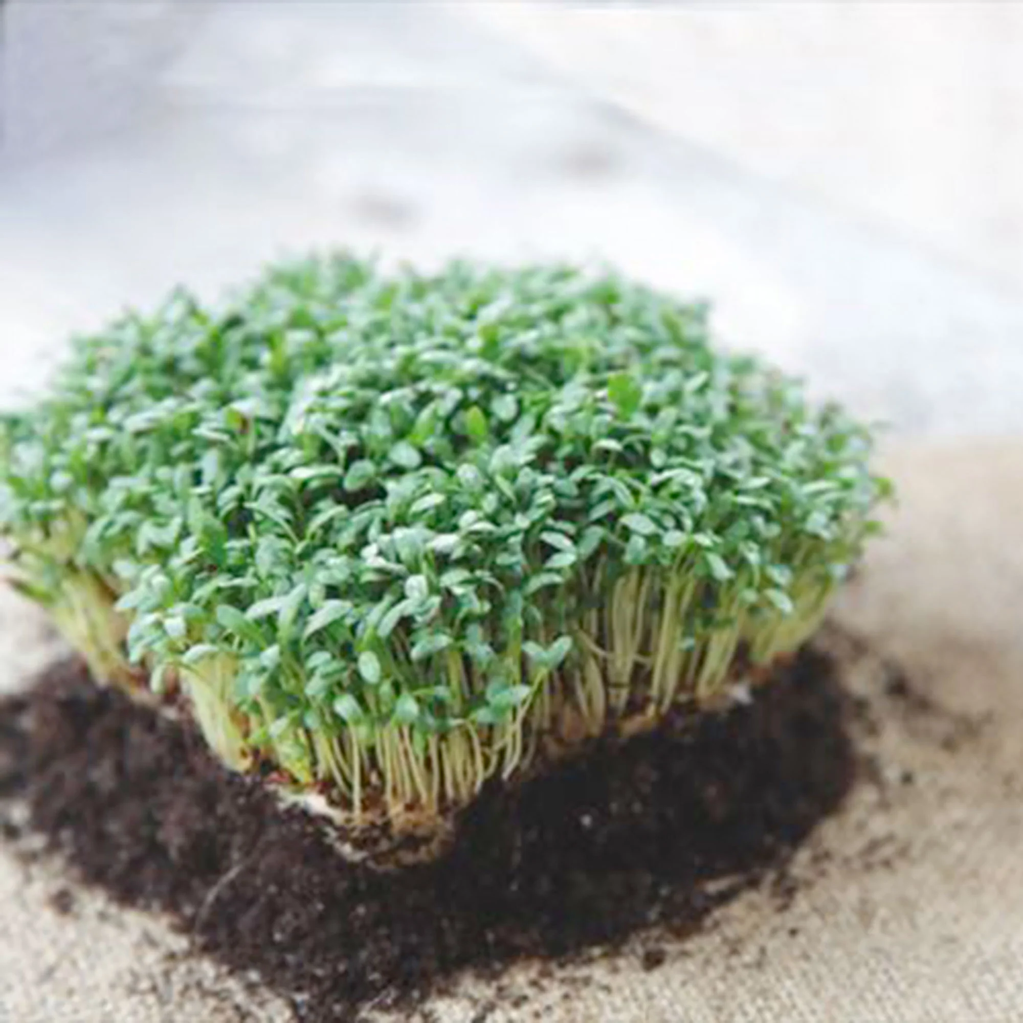 Cresson à grandes feuilles Lepidium sativum 6 m² - Semences d’herbes - Image 3