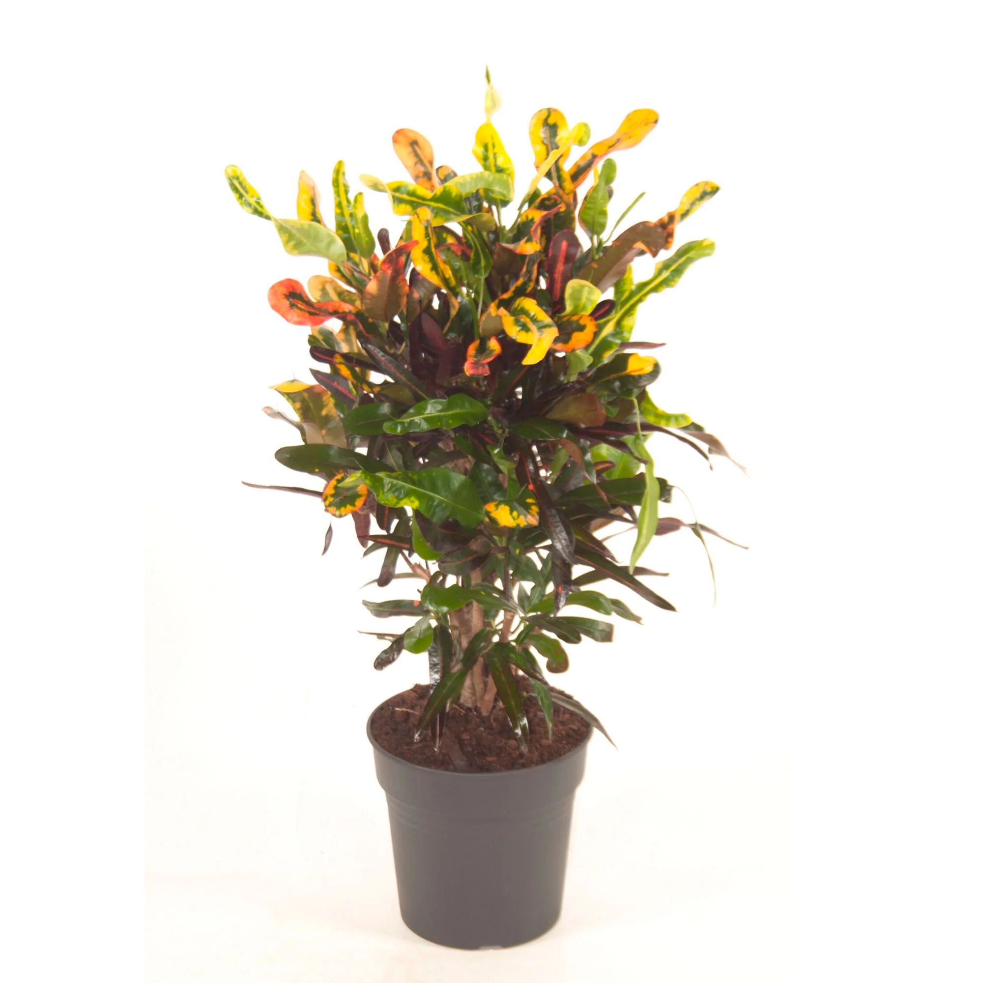 Croton Codiaeum 'Mammi' - Image 5