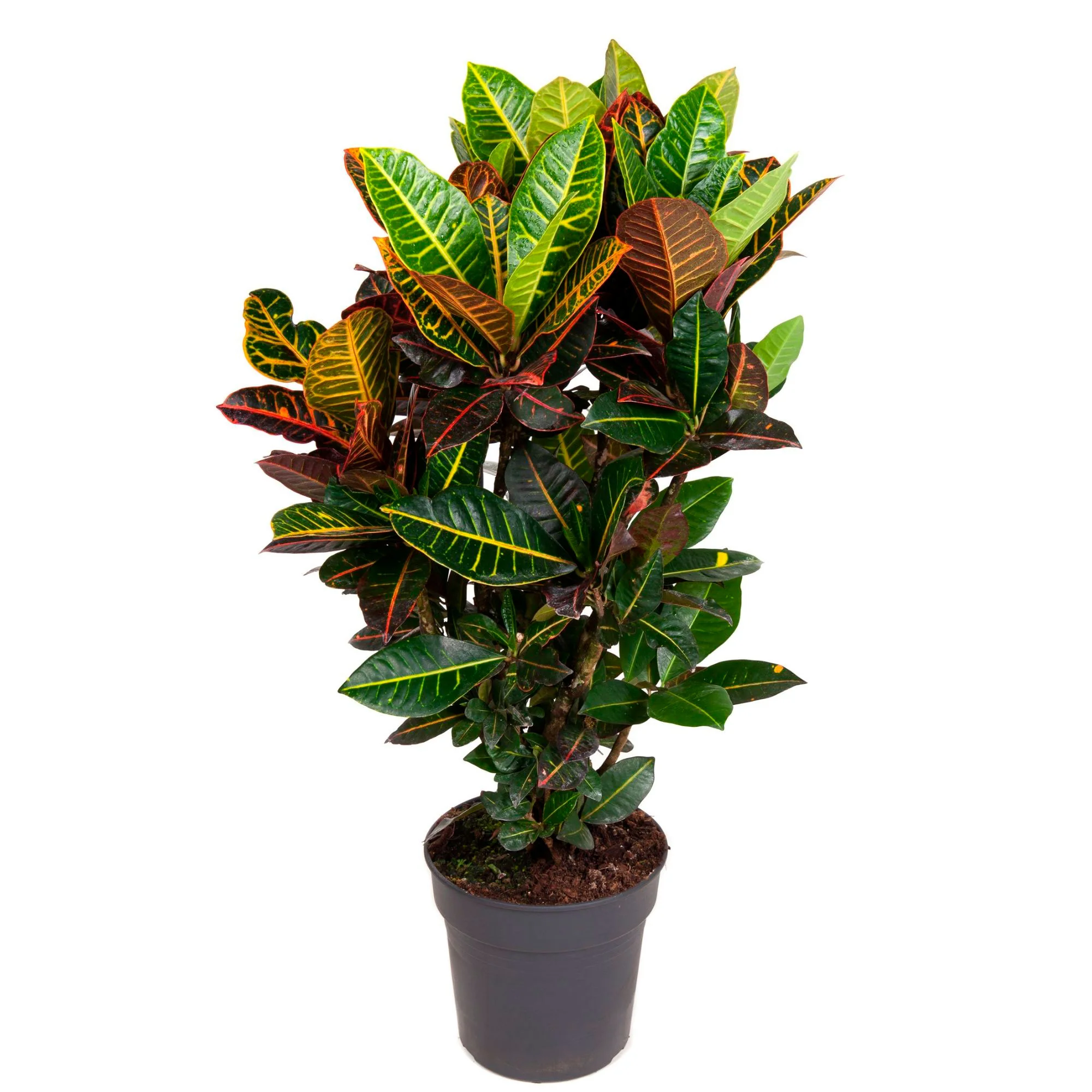 Croton Codiaeum 'Petra' XL - Image 4