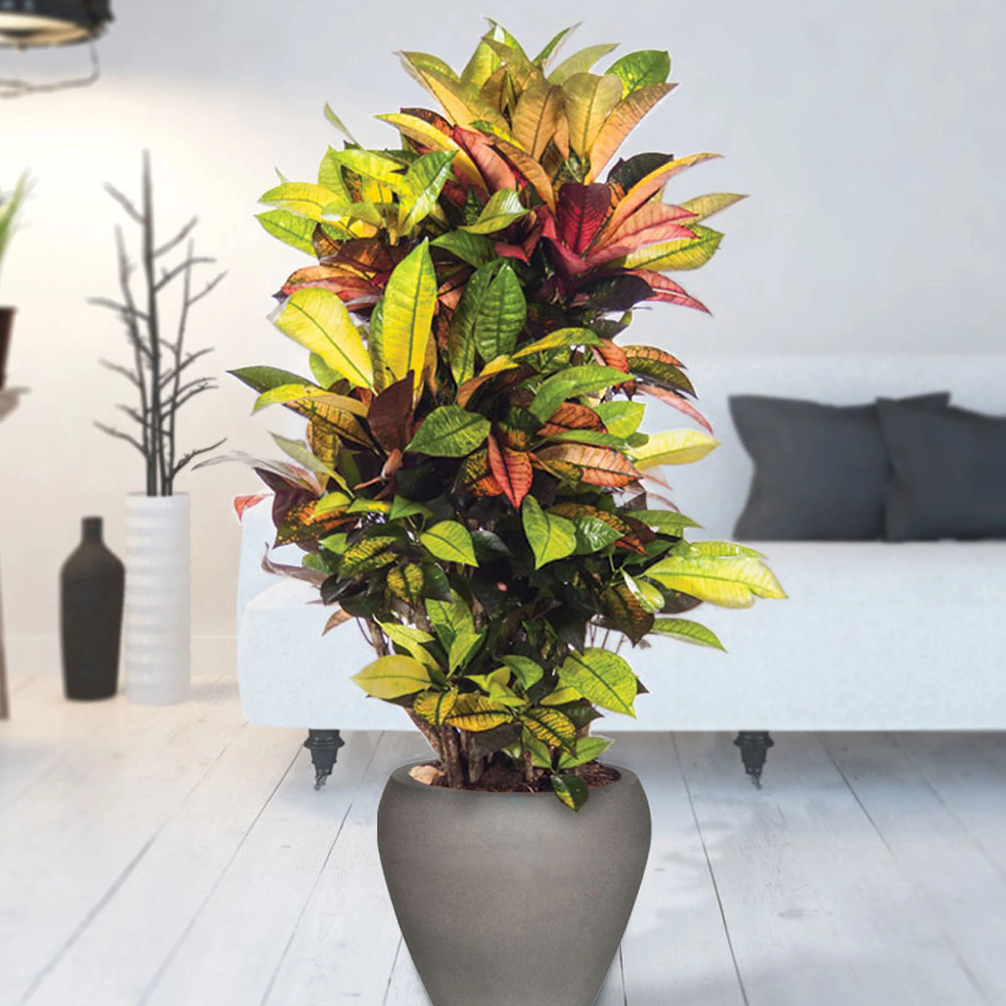 Croton Codiaeum XL