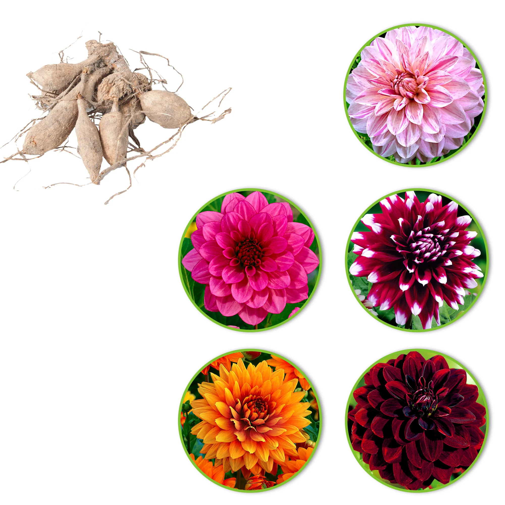 Dahlia à grandes fleurs - Mélange 'Decoratief' mélange de couleurs - Image 2