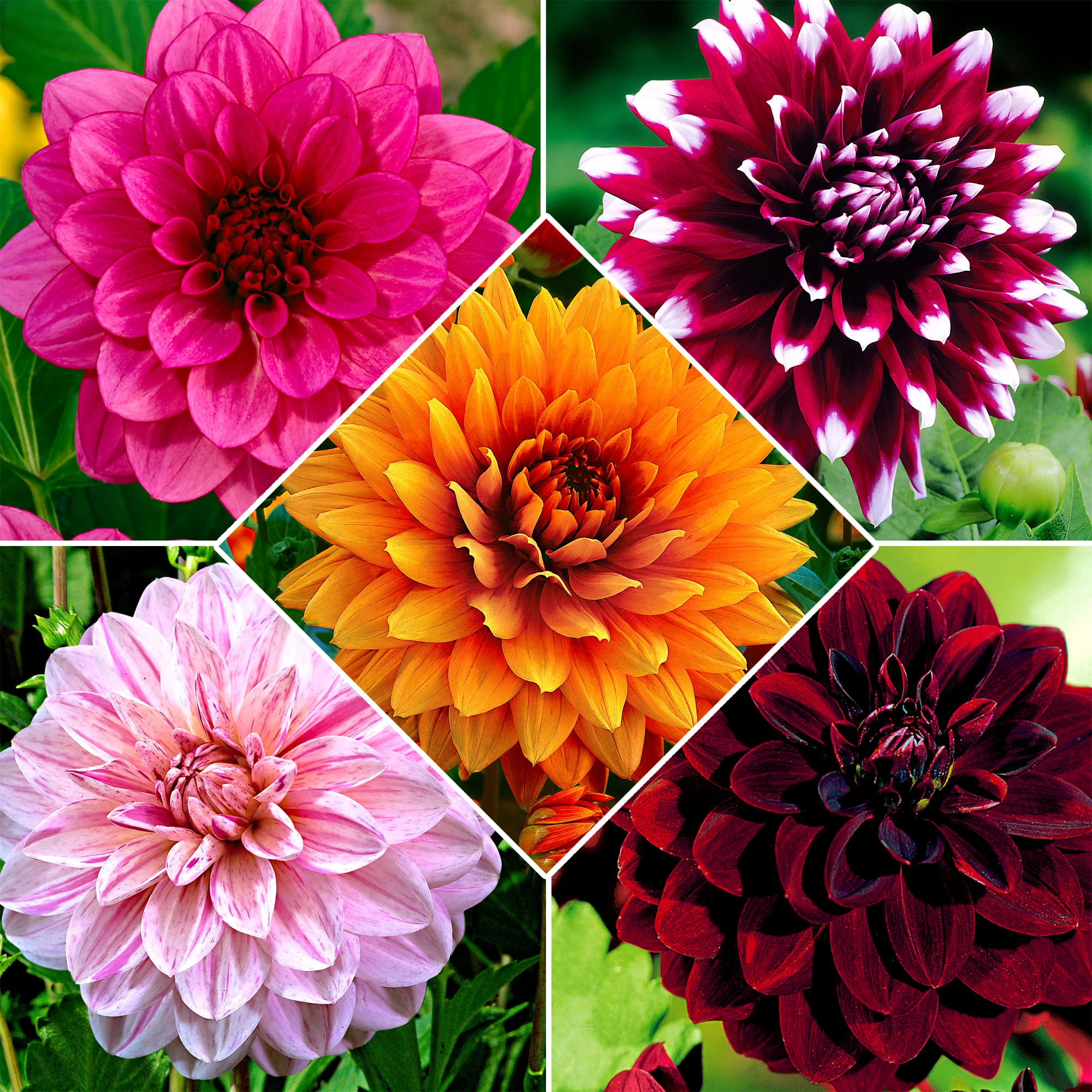 Dahlia à grandes fleurs - Mélange 'Decoratief' mélange de couleurs - Image 5