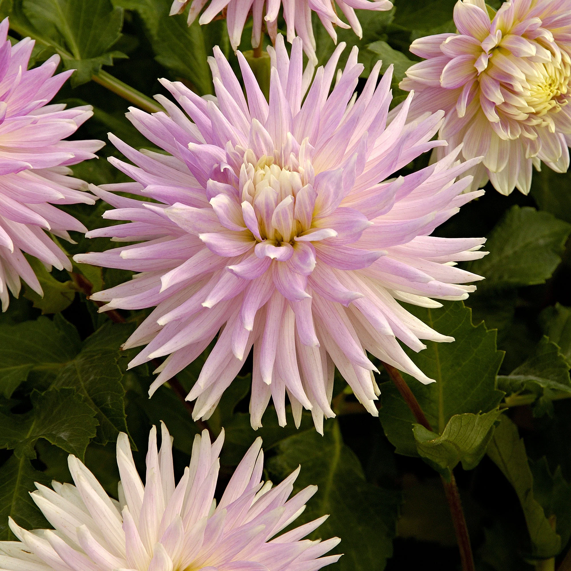 Dahlia décoratif 'Kiev' blanc-rose - Bio - Image 2