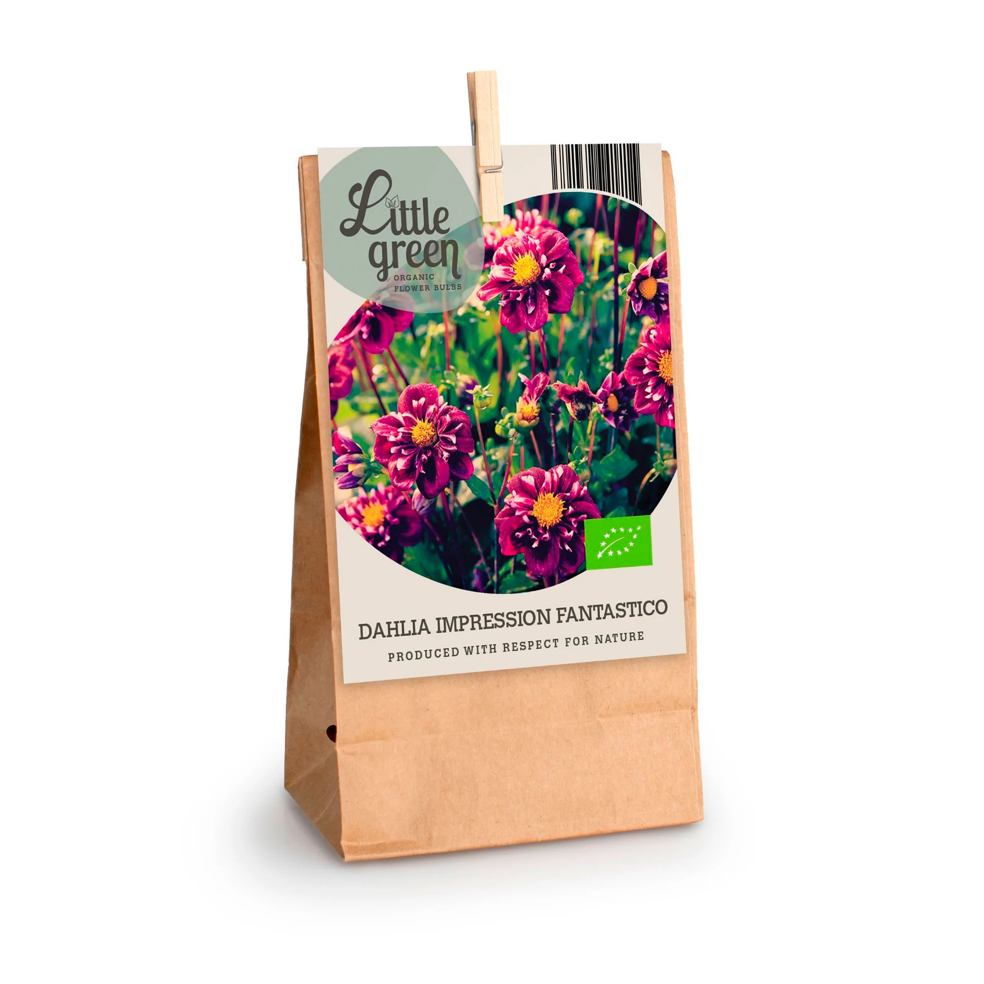 Dahlia 'Impression Fantastico' violet - Bio - Image 2