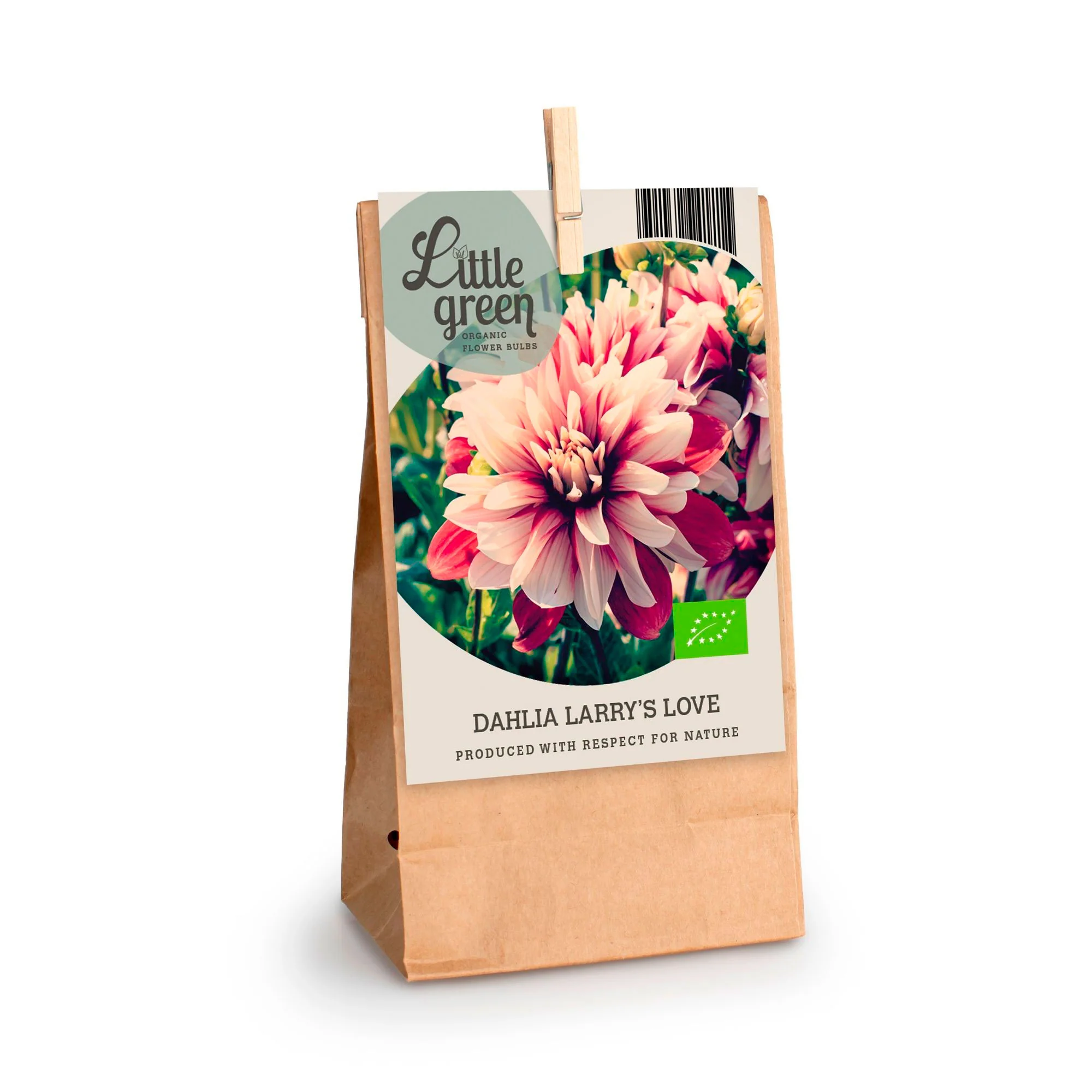 Dahlia 'Larry's Love' rouge-blanc - Bio - Image 2
