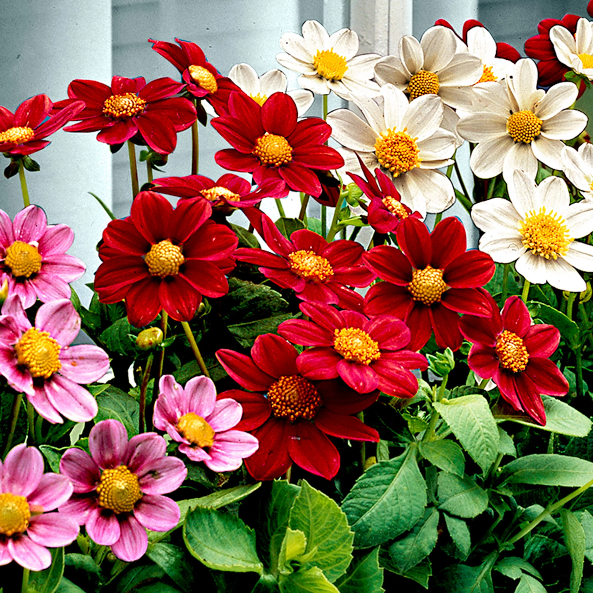 Dahlia - Mélange 'Topmix' mélange de couleurs - Image 4