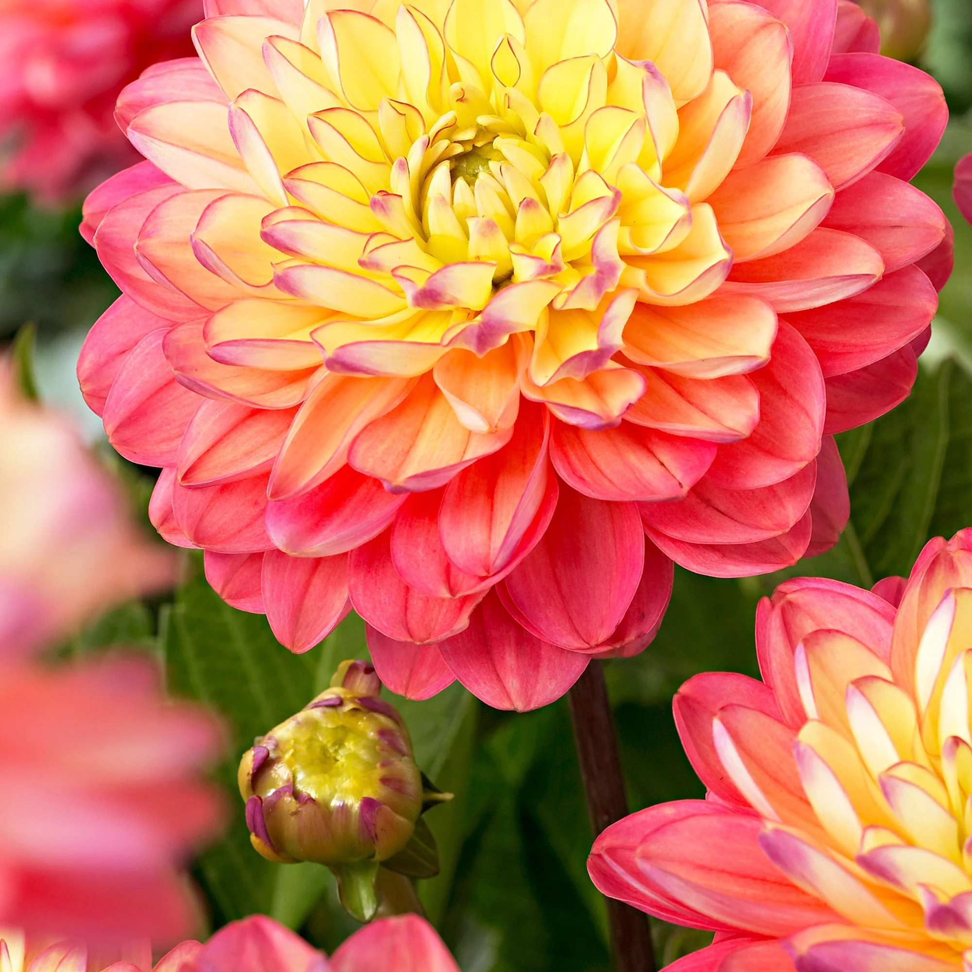 Dahlia 'Melody Allegro' rose-jaune - Image 3