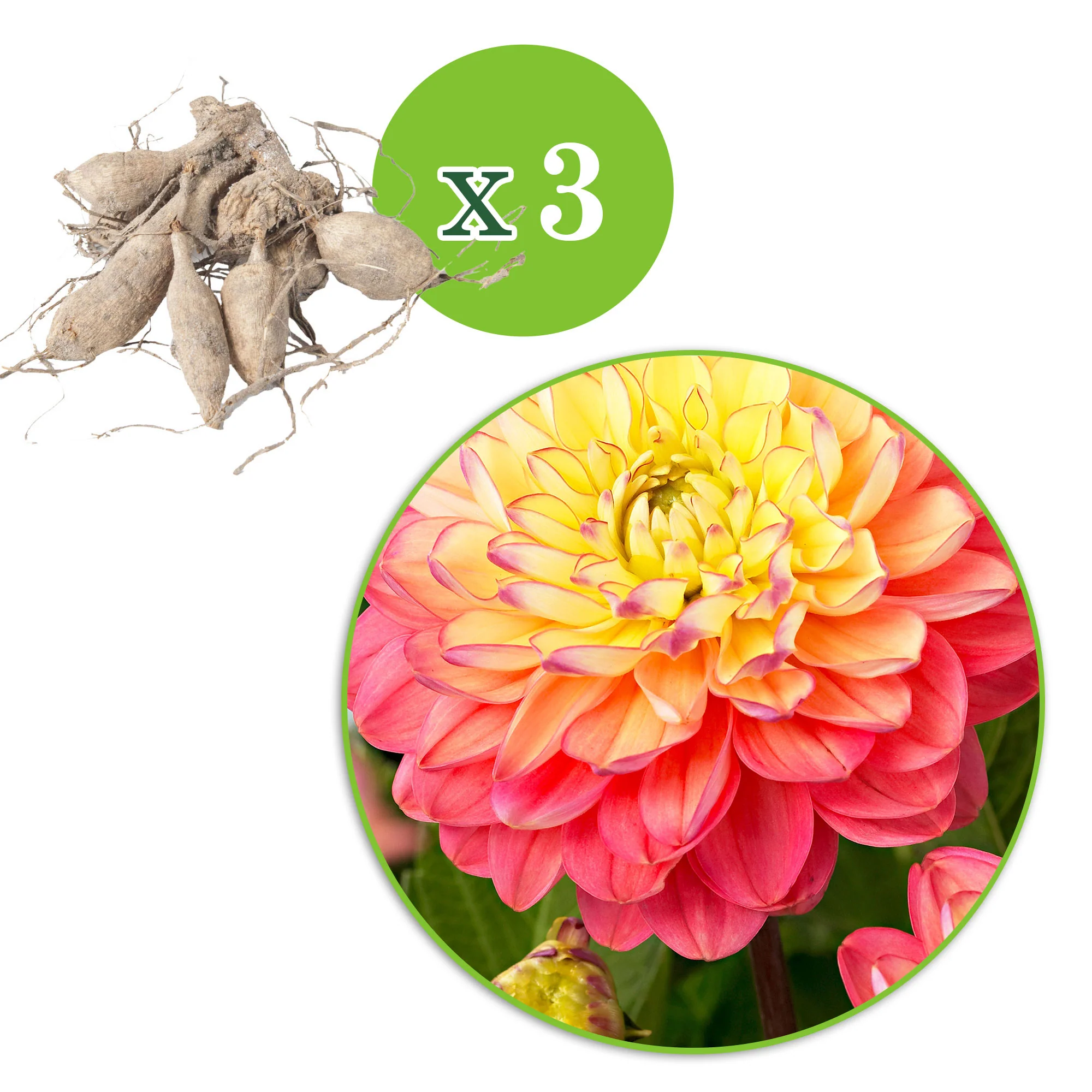 Dahlia 'Melody Allegro' rose-jaune - Image 5