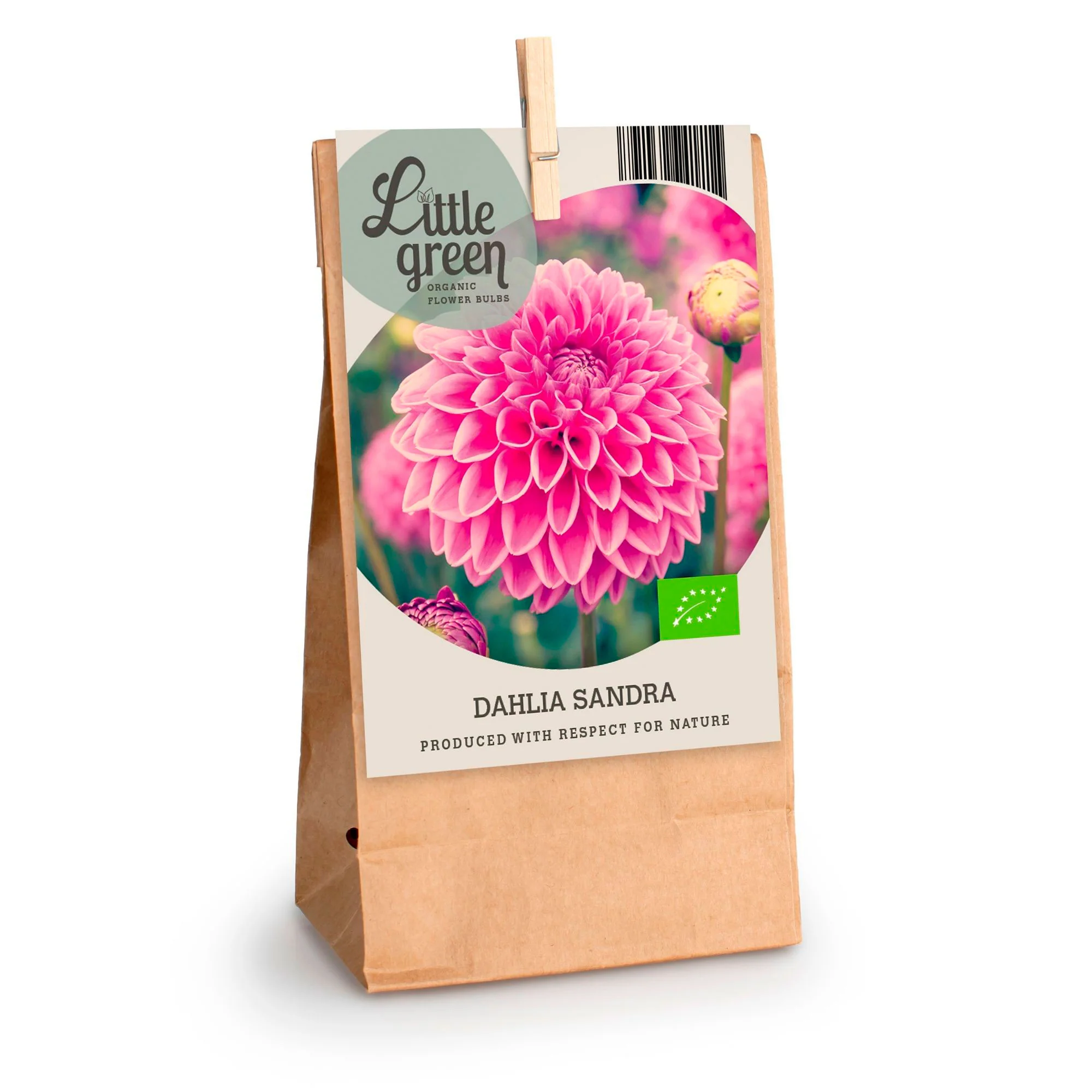 Dahlia 'Sandra' rose - Bio - Image 2